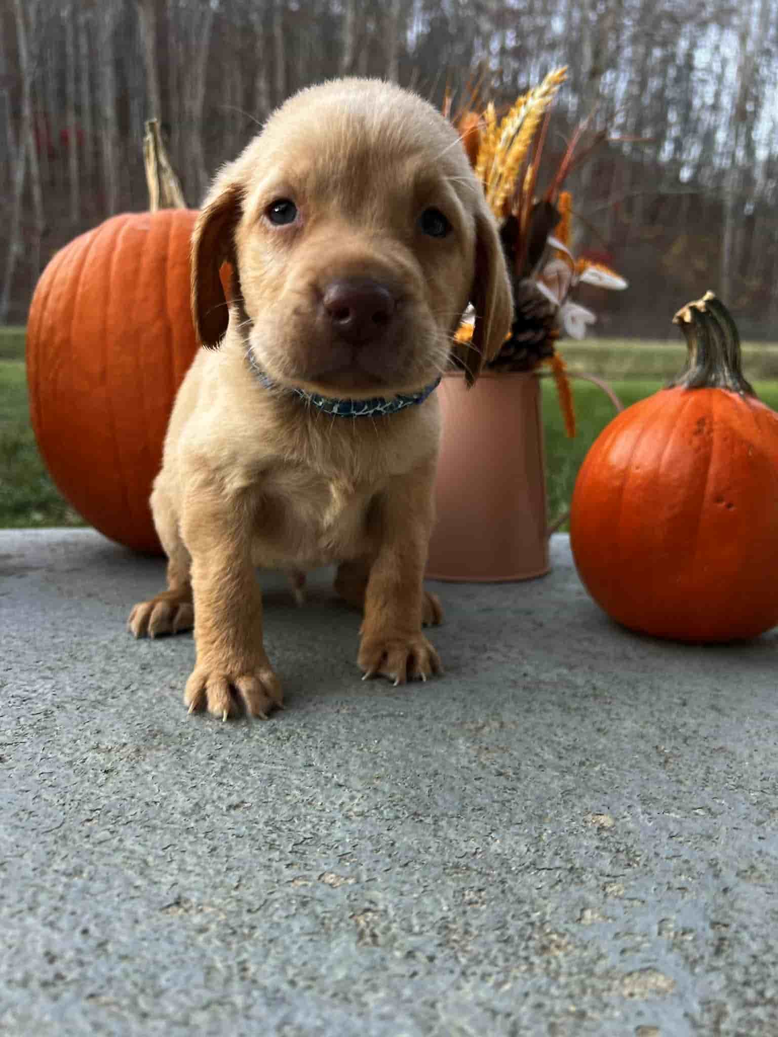 A purebred chocolate Labrador Retriever puppy with a pink curtain and red rose flowers around him.