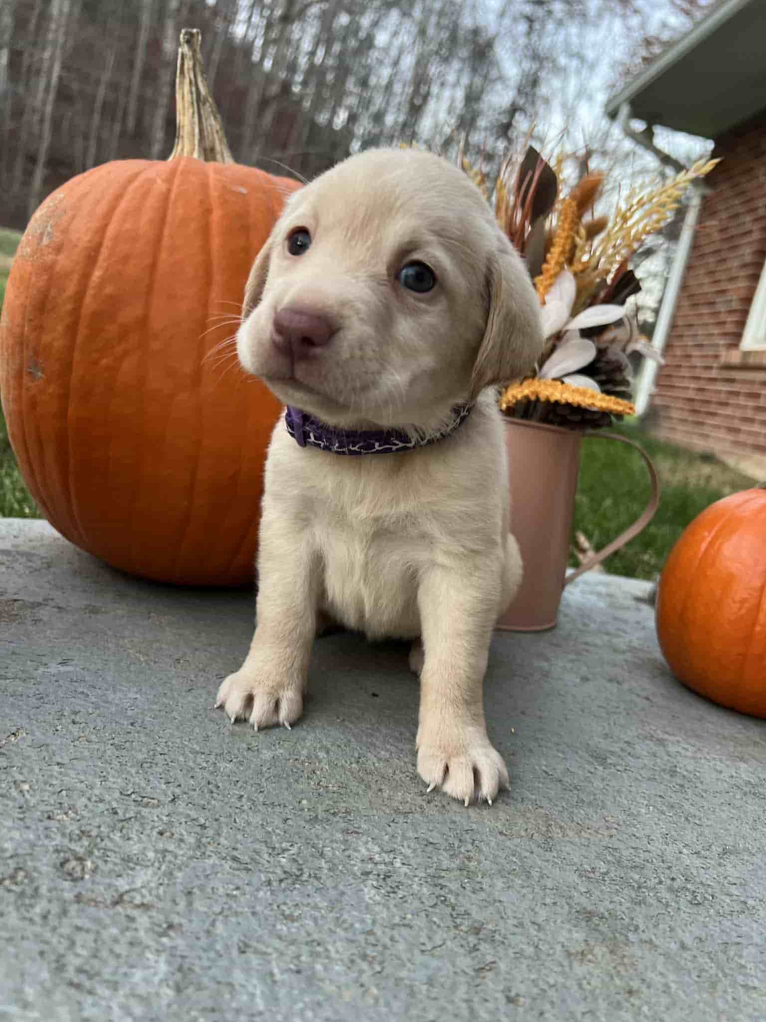 A purebred yellow Labrador Retriever puppy with a pink curtain and red rose flowers around him.