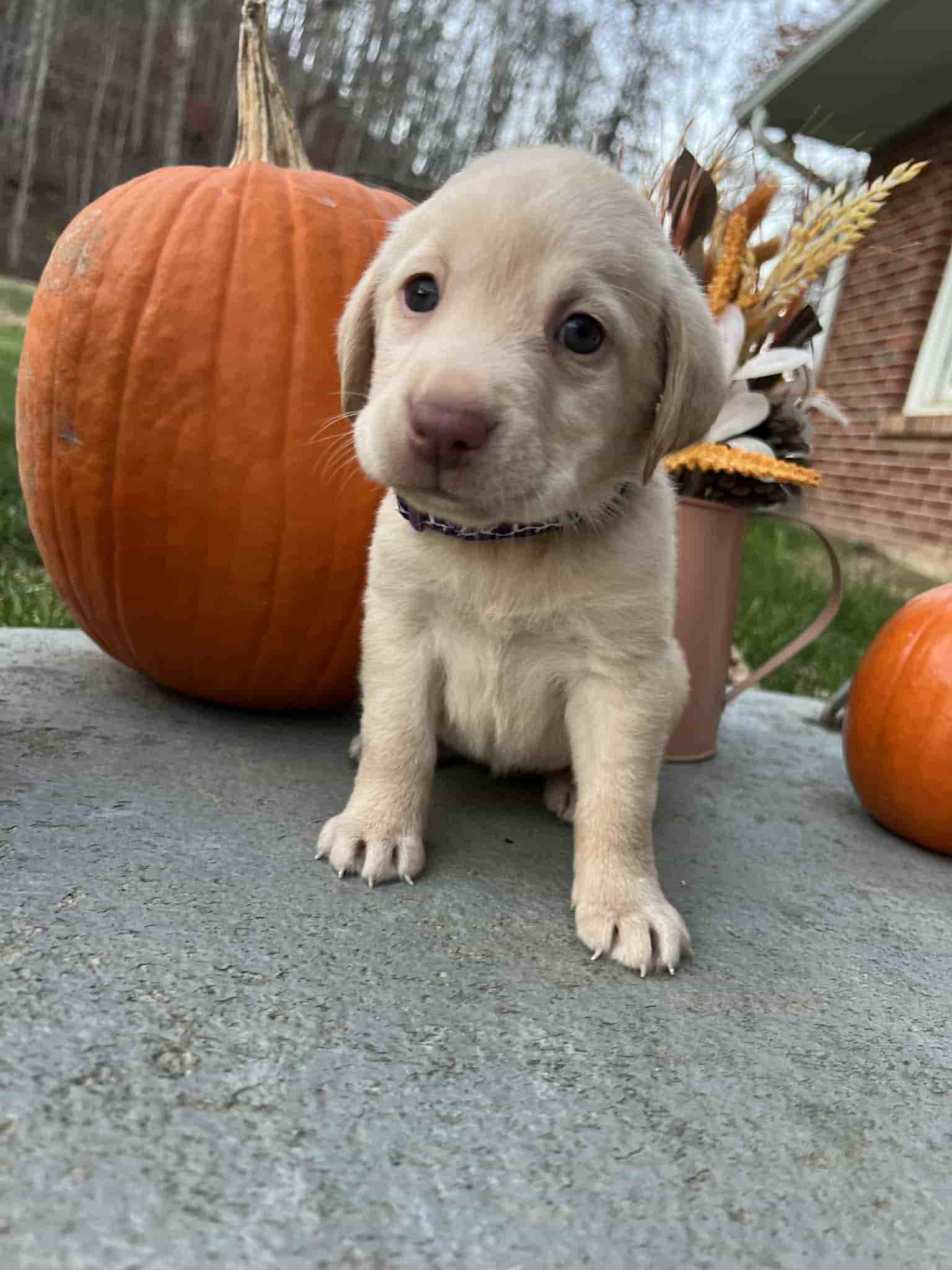 A purebred yellow Labrador Retriever puppy with a pink curtain and red rose flowers around him.