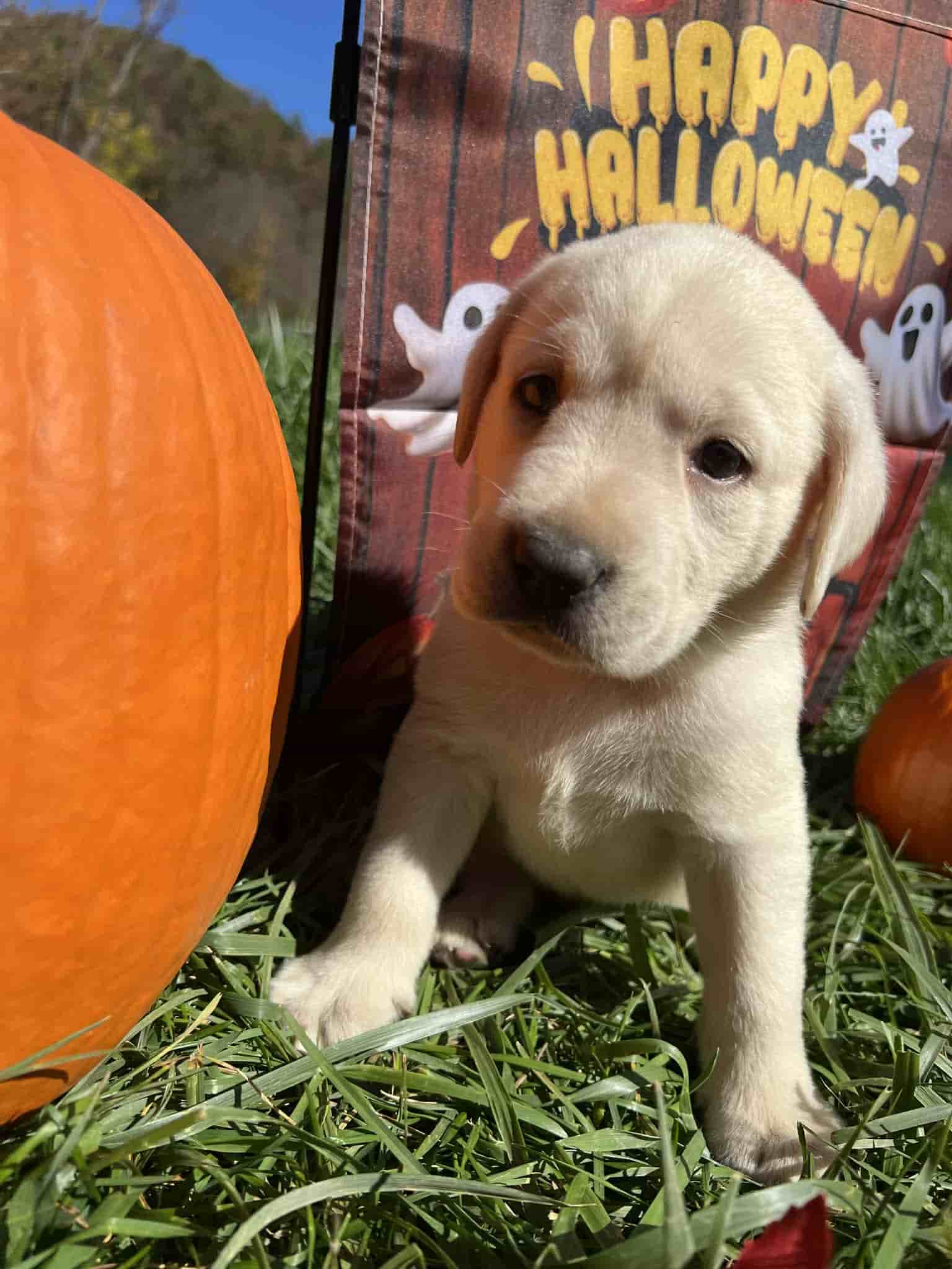 A purebred black Labrador Retriever puppy with a pink curtain and red rose flowers around him.