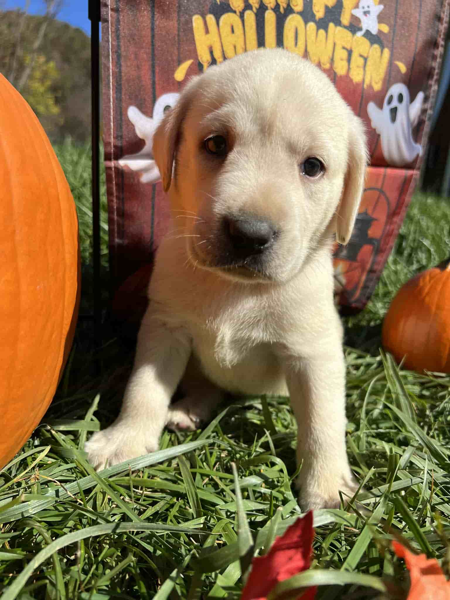 A purebred black Labrador Retriever puppy with a pink curtain and red rose flowers around him.