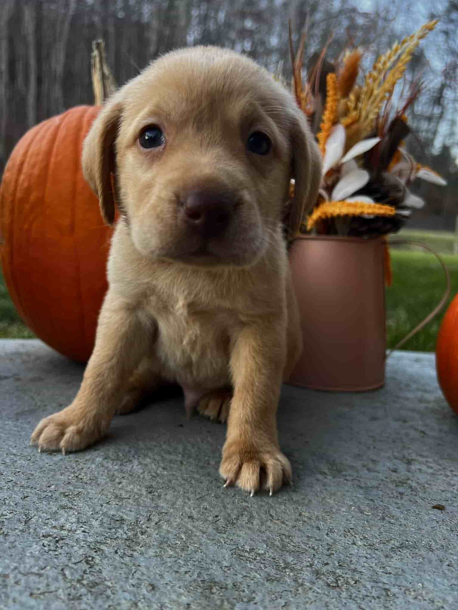 A purebred black Labrador Retriever puppy with a pink curtain and red rose flowers around him.