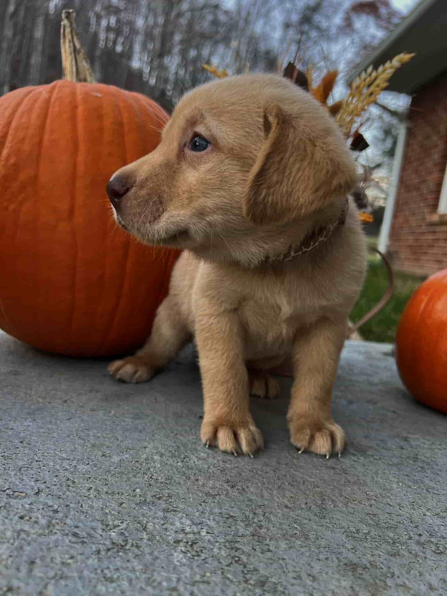 A purebred black Labrador Retriever puppy with a pink curtain and red rose flowers around him.