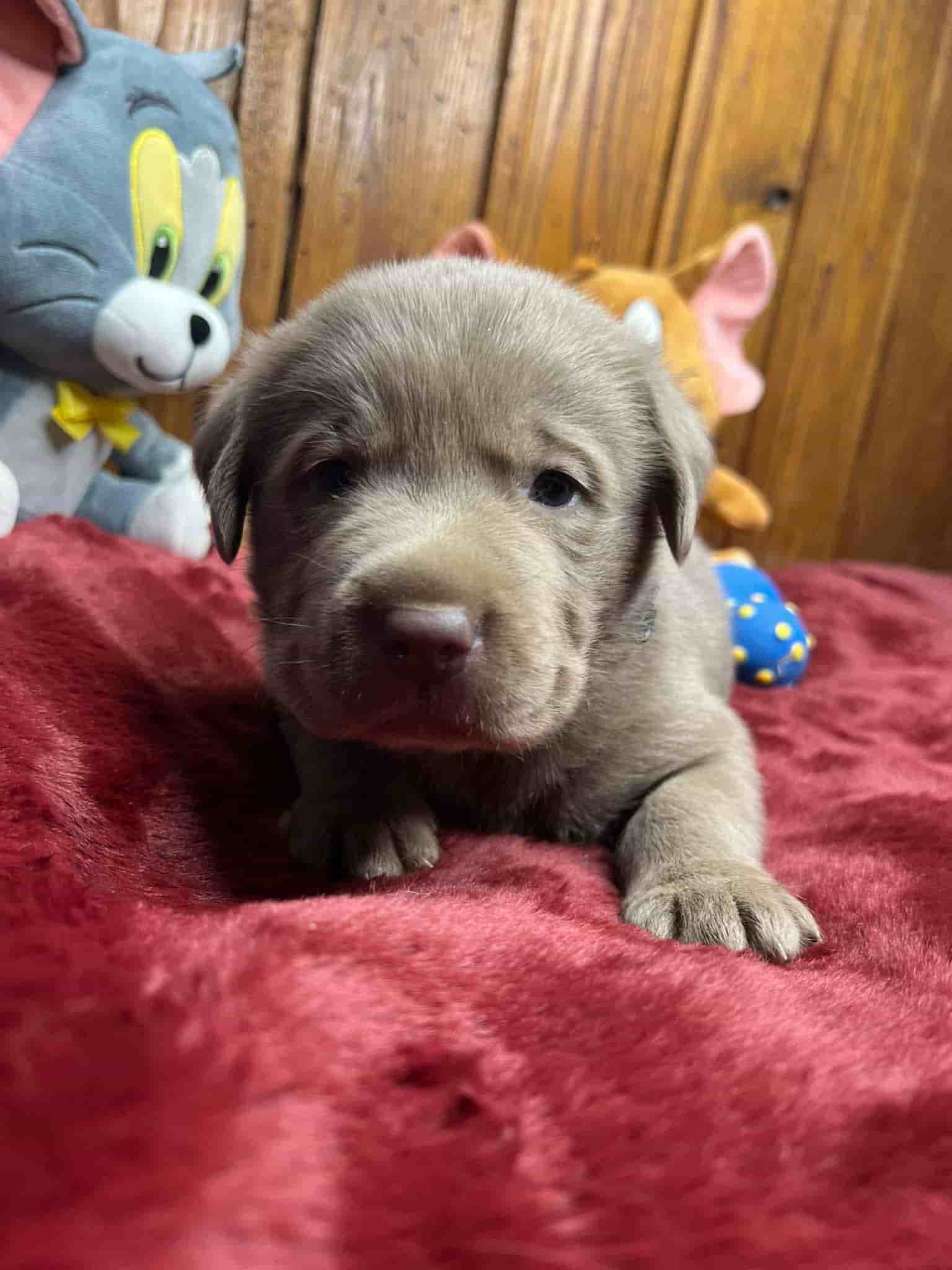 A purebred black Labrador Retriever puppy with a pink curtain and red rose flowers around him.