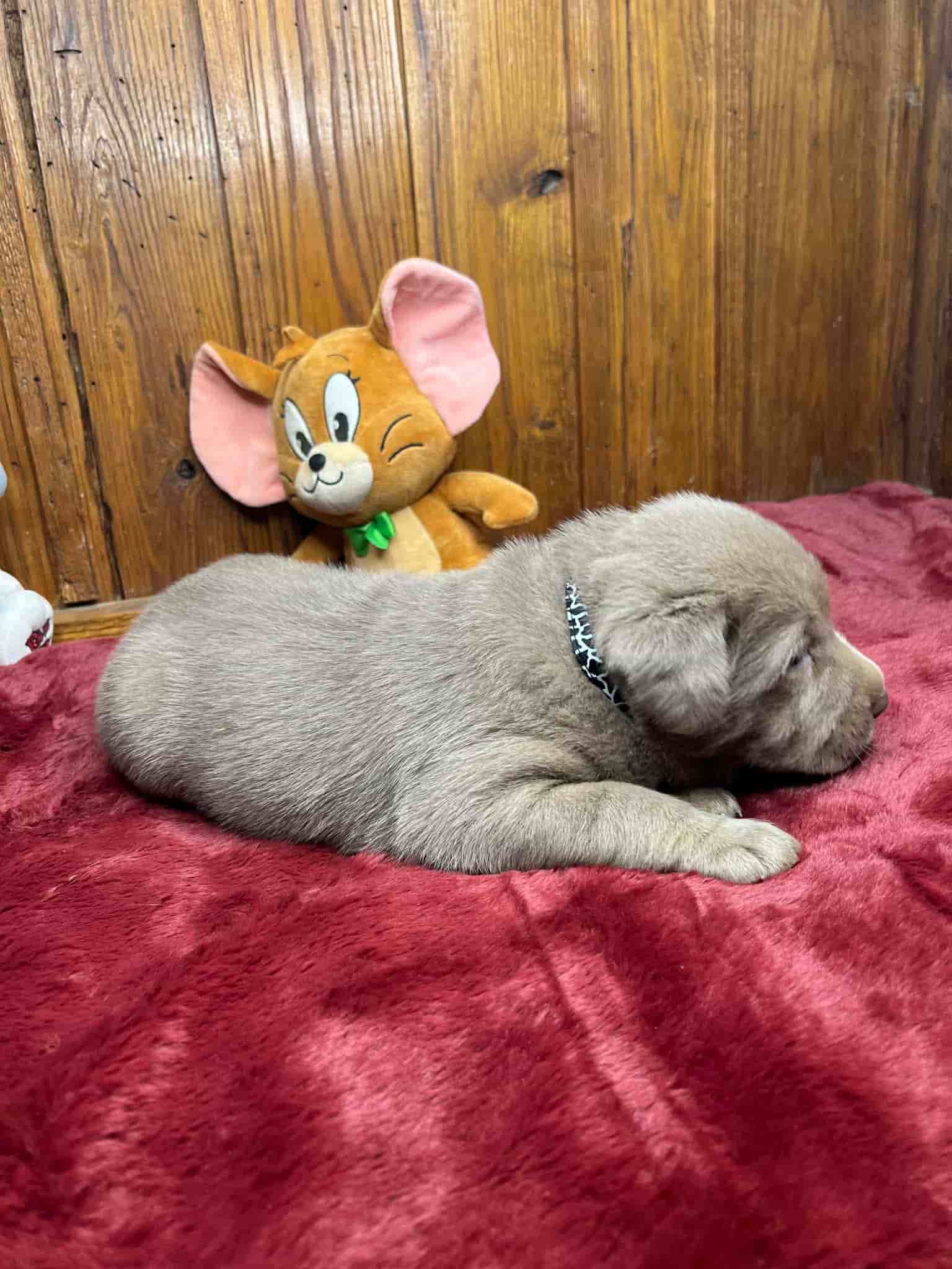 A purebred black Labrador Retriever puppy with a pink curtain and red rose flowers around him.
