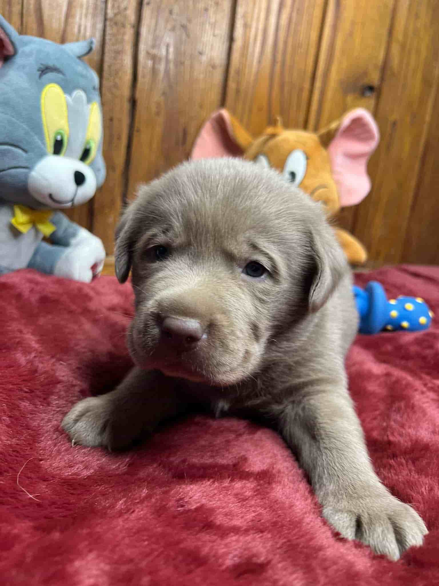 A purebred black Labrador Retriever puppy with a pink curtain and red rose flowers around him.