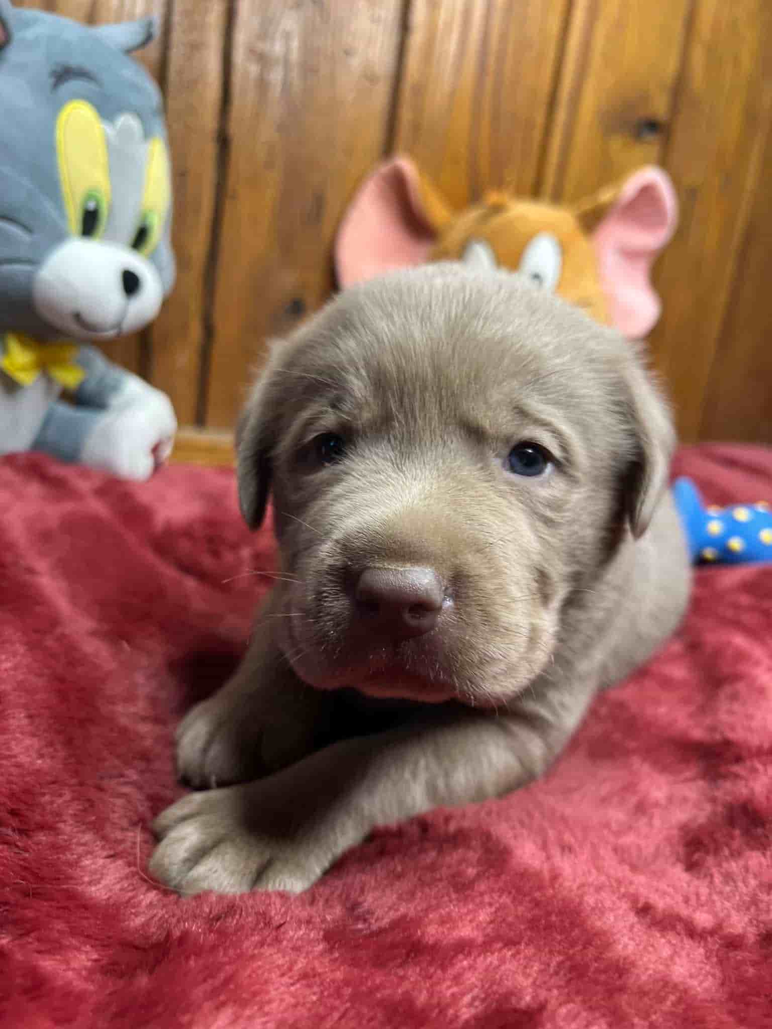 A purebred black Labrador Retriever puppy with a pink curtain and red rose flowers around him.