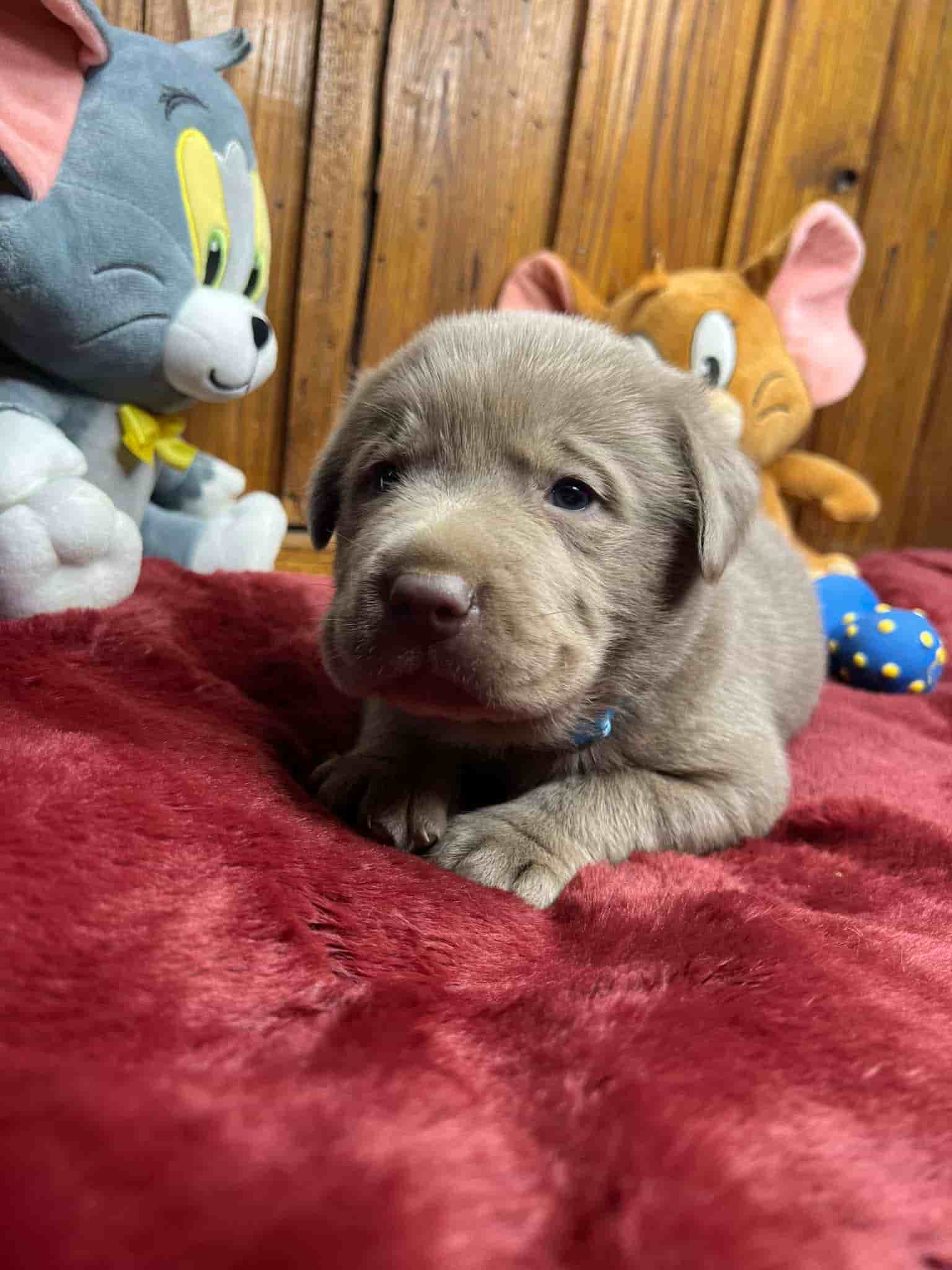 A purebred black Labrador Retriever puppy with a pink curtain and red rose flowers around him.