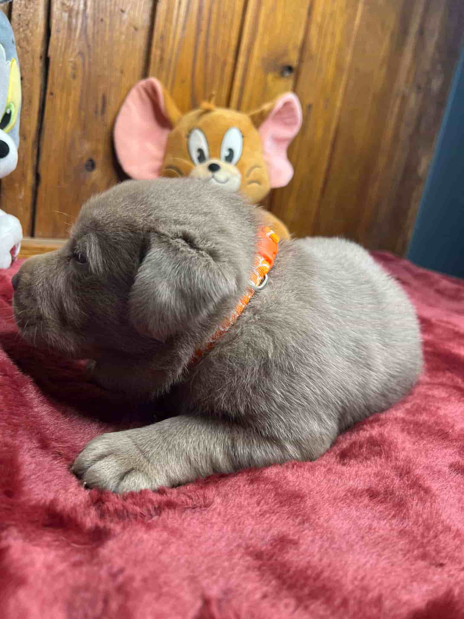 A purebred black Labrador Retriever puppy with a pink curtain and red rose flowers around him.