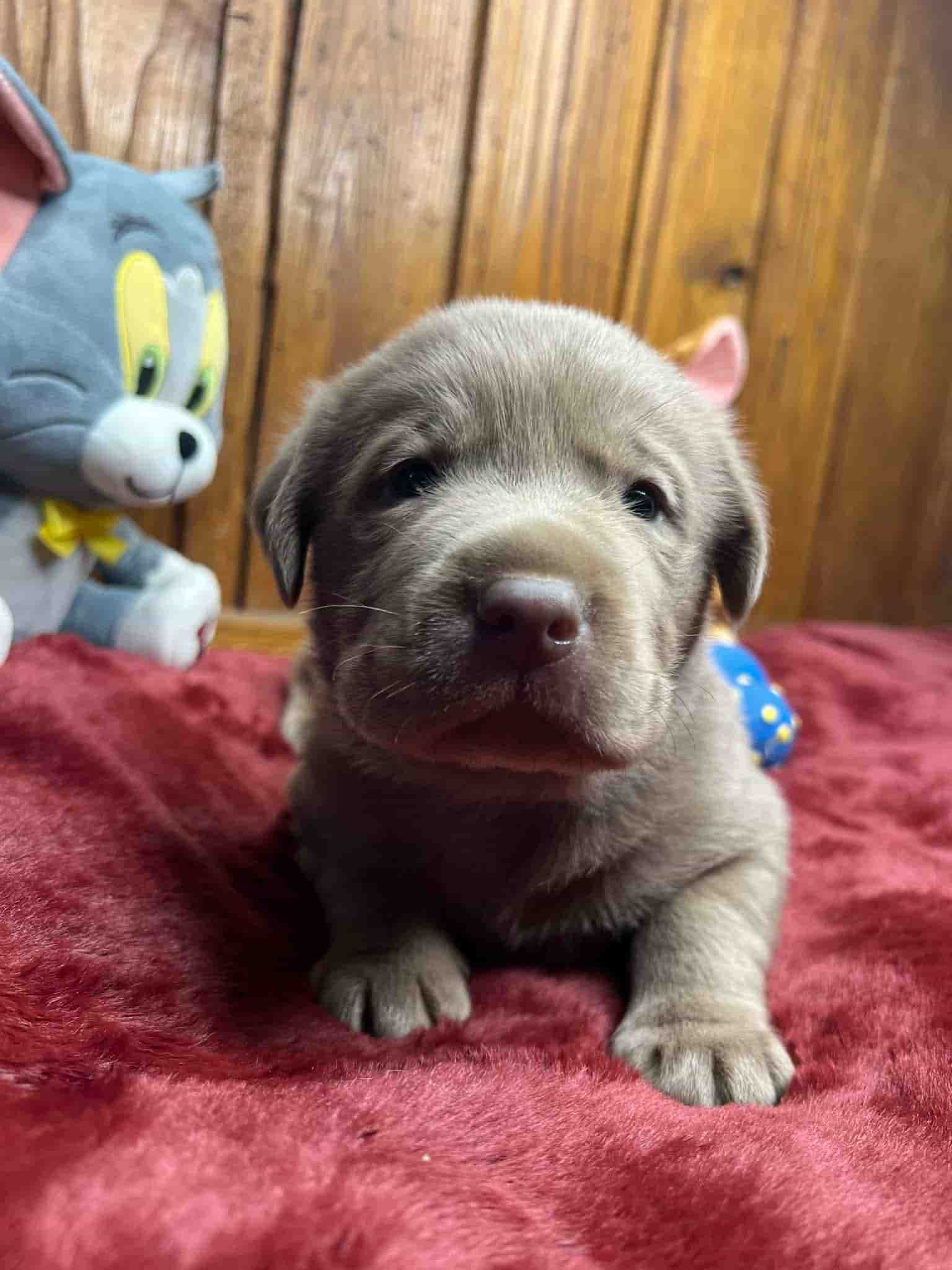 A purebred black Labrador Retriever puppy with a pink curtain and red rose flowers around him.