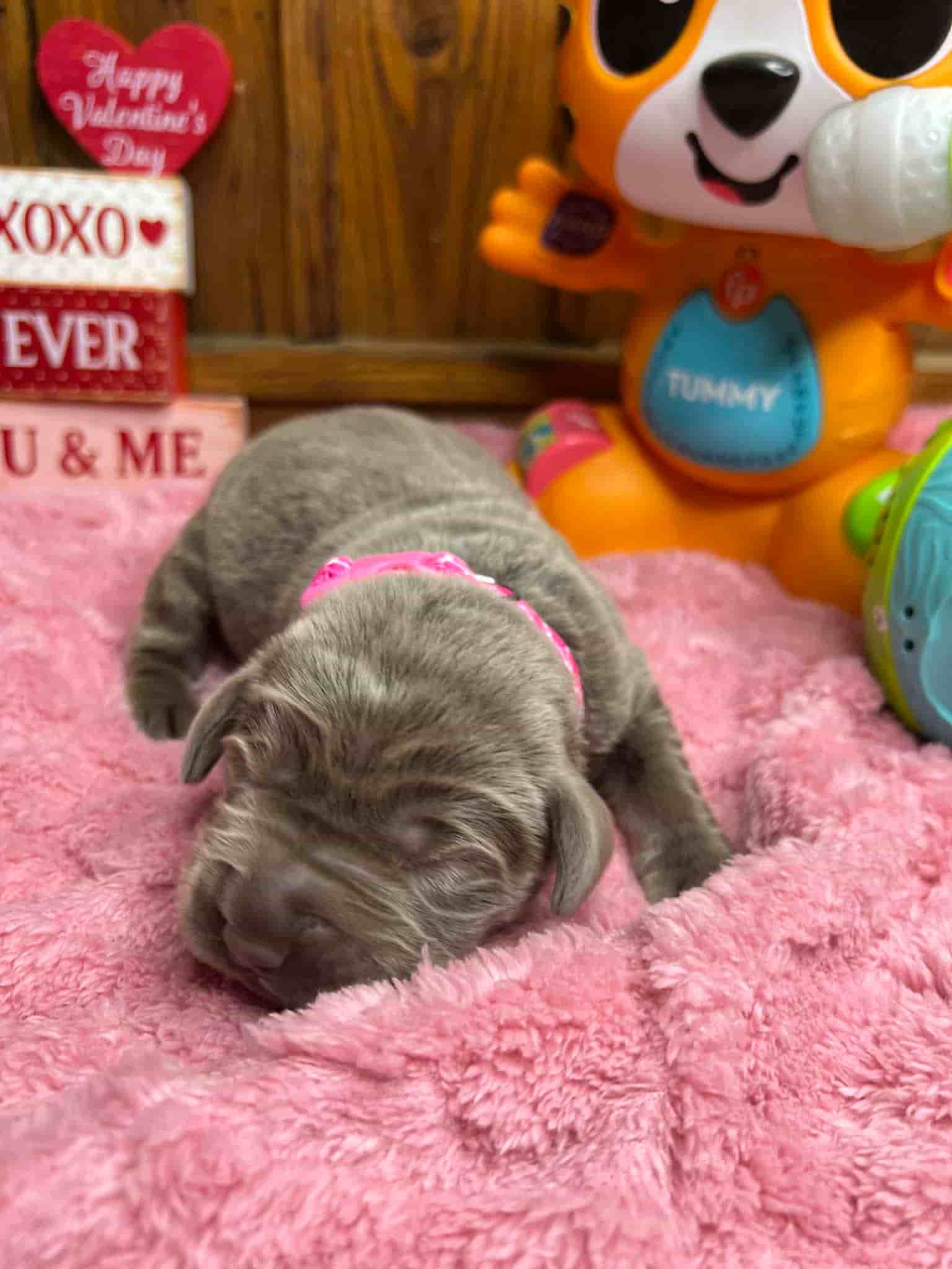 A purebred black Labrador Retriever puppy with a pink curtain and red rose flowers around him.