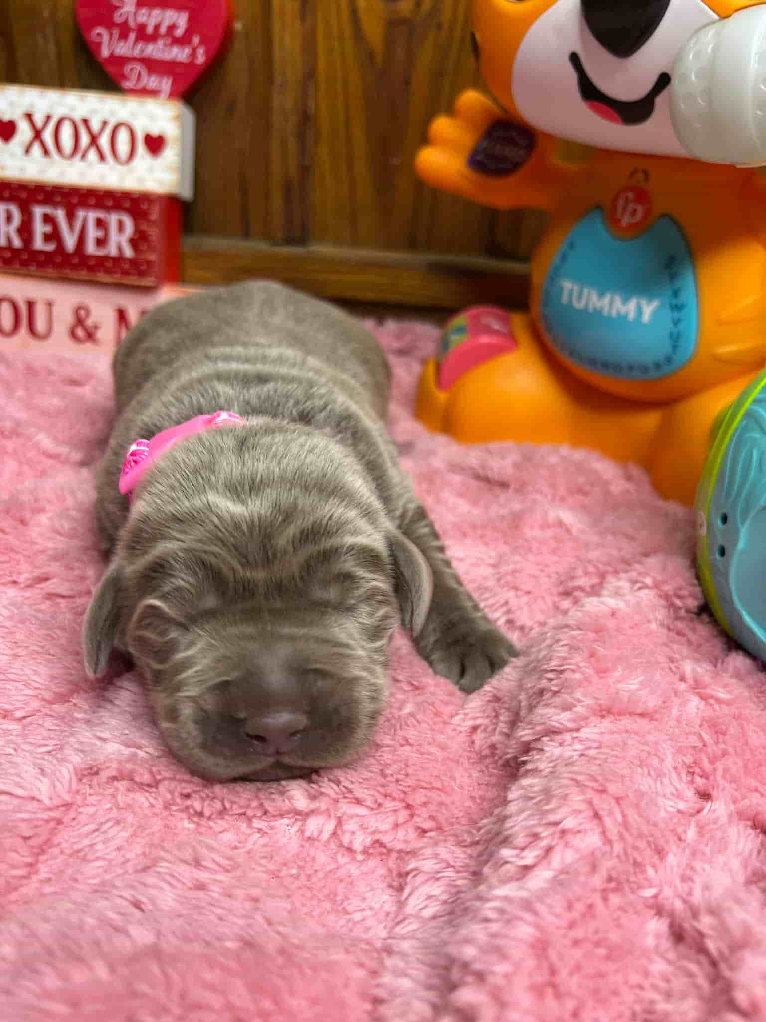 A purebred black Labrador Retriever puppy with a pink curtain and red rose flowers around him.