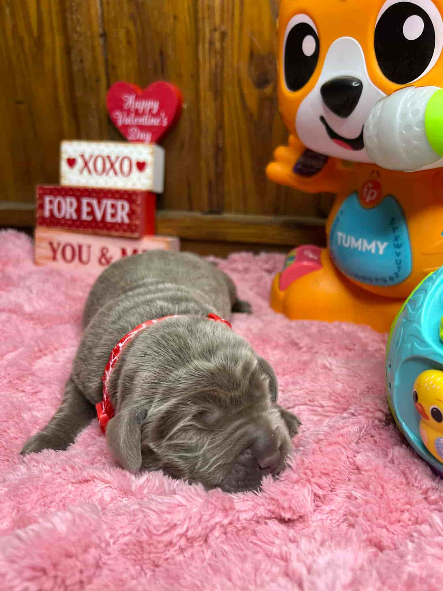 A purebred black Labrador Retriever puppy with a pink curtain and red rose flowers around him.
