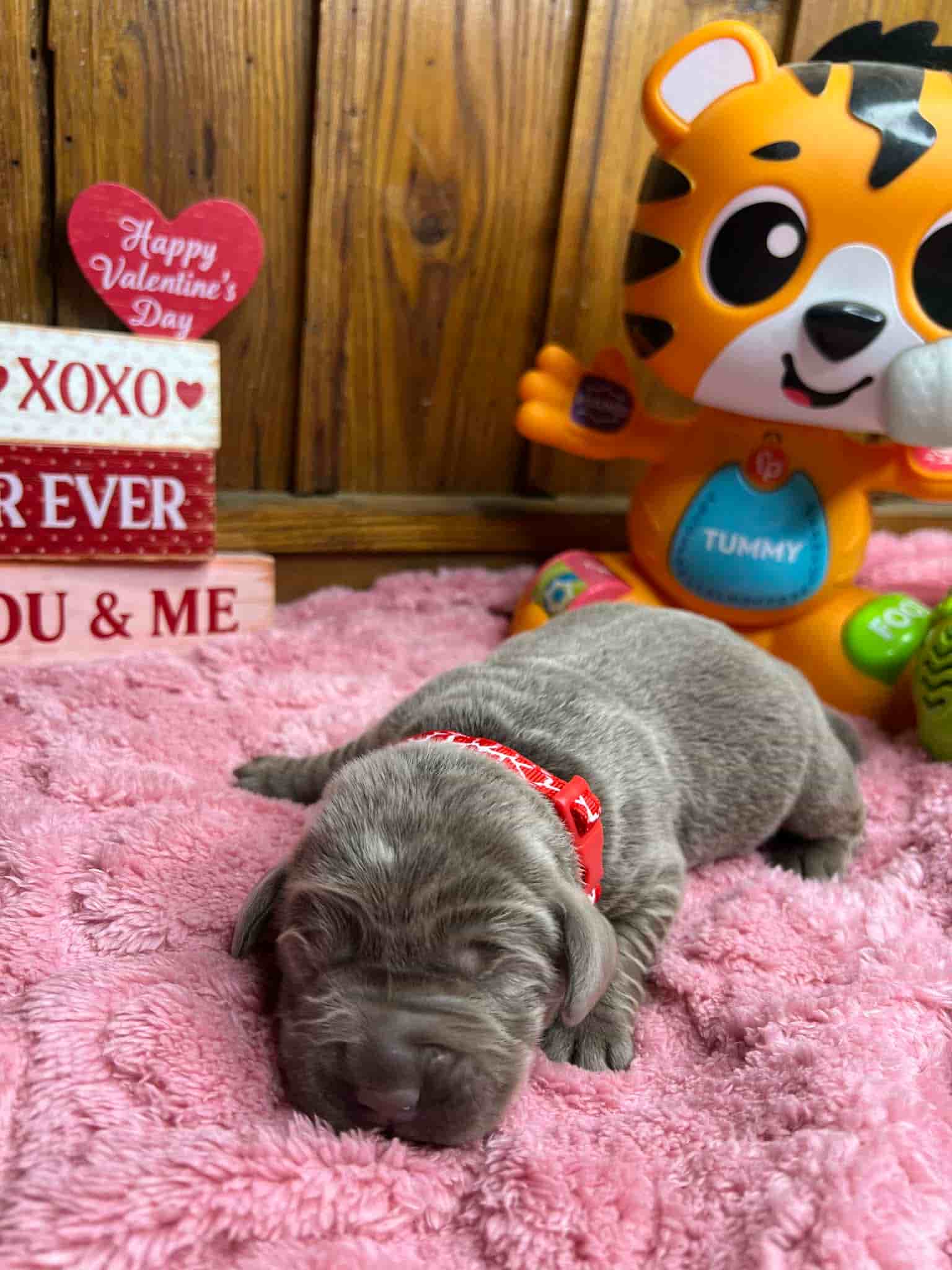 A purebred black Labrador Retriever puppy with a pink curtain and red rose flowers around him.