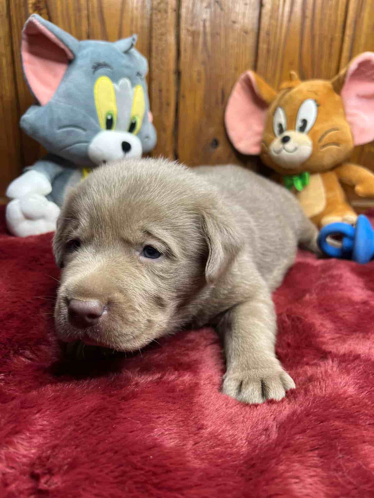 A purebred black Labrador Retriever puppy with a pink curtain and red rose flowers around him.