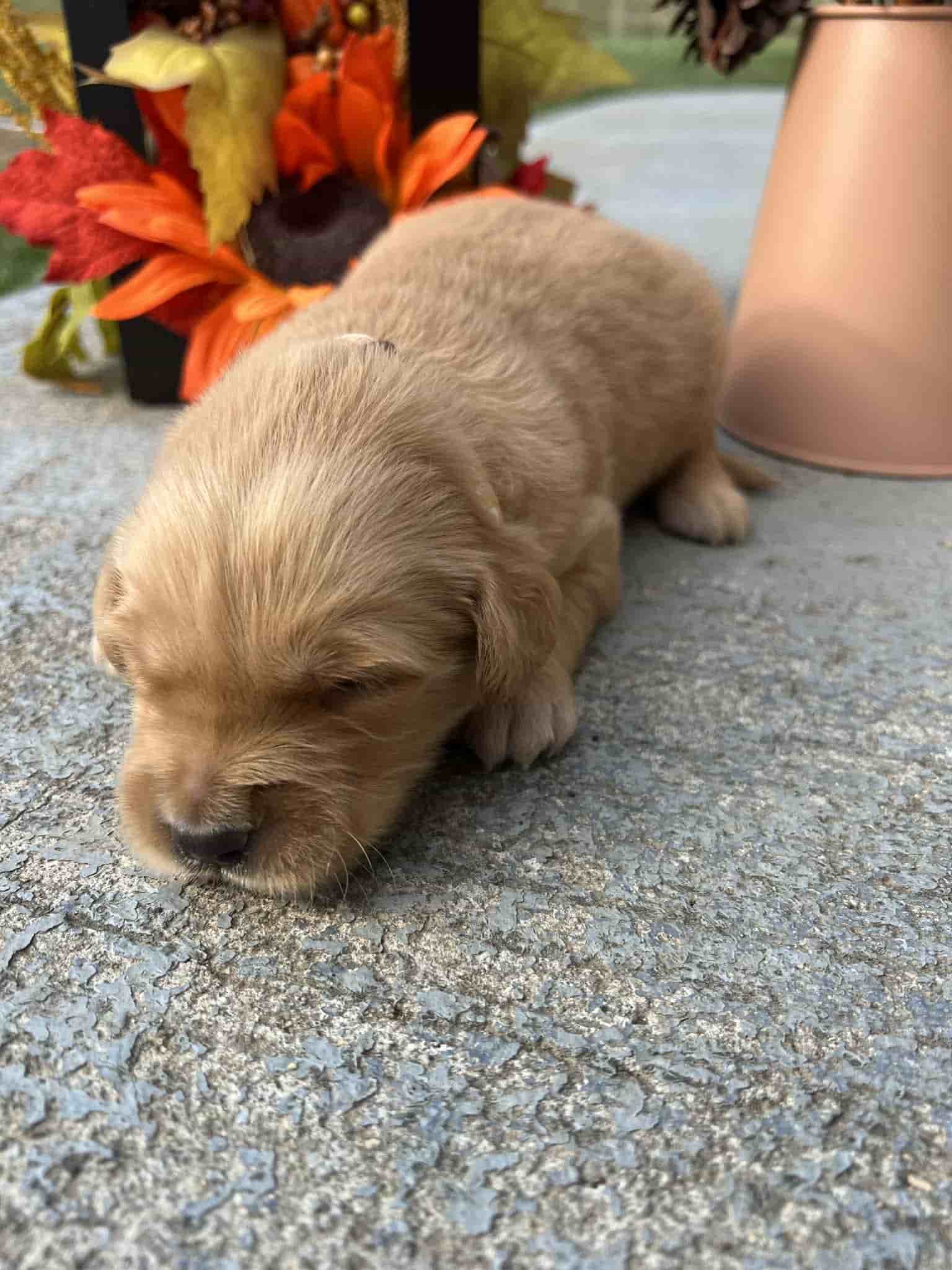 A purebred yellow Labrador Retriever puppy with a pink curtain and red rose flowers around him.