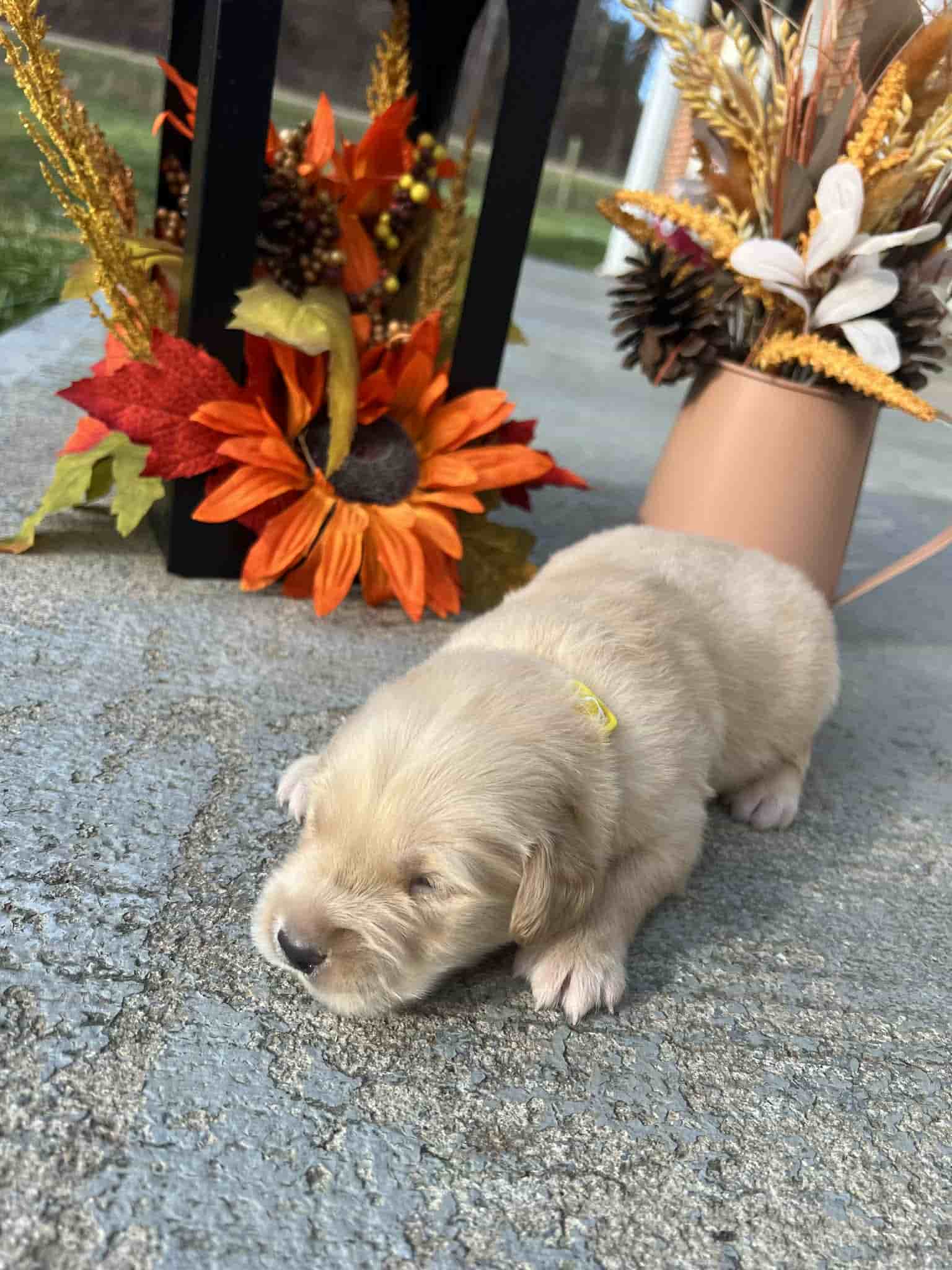 A purebred chocolate Labrador Retriever puppy with a pink curtain and red rose flowers around him.