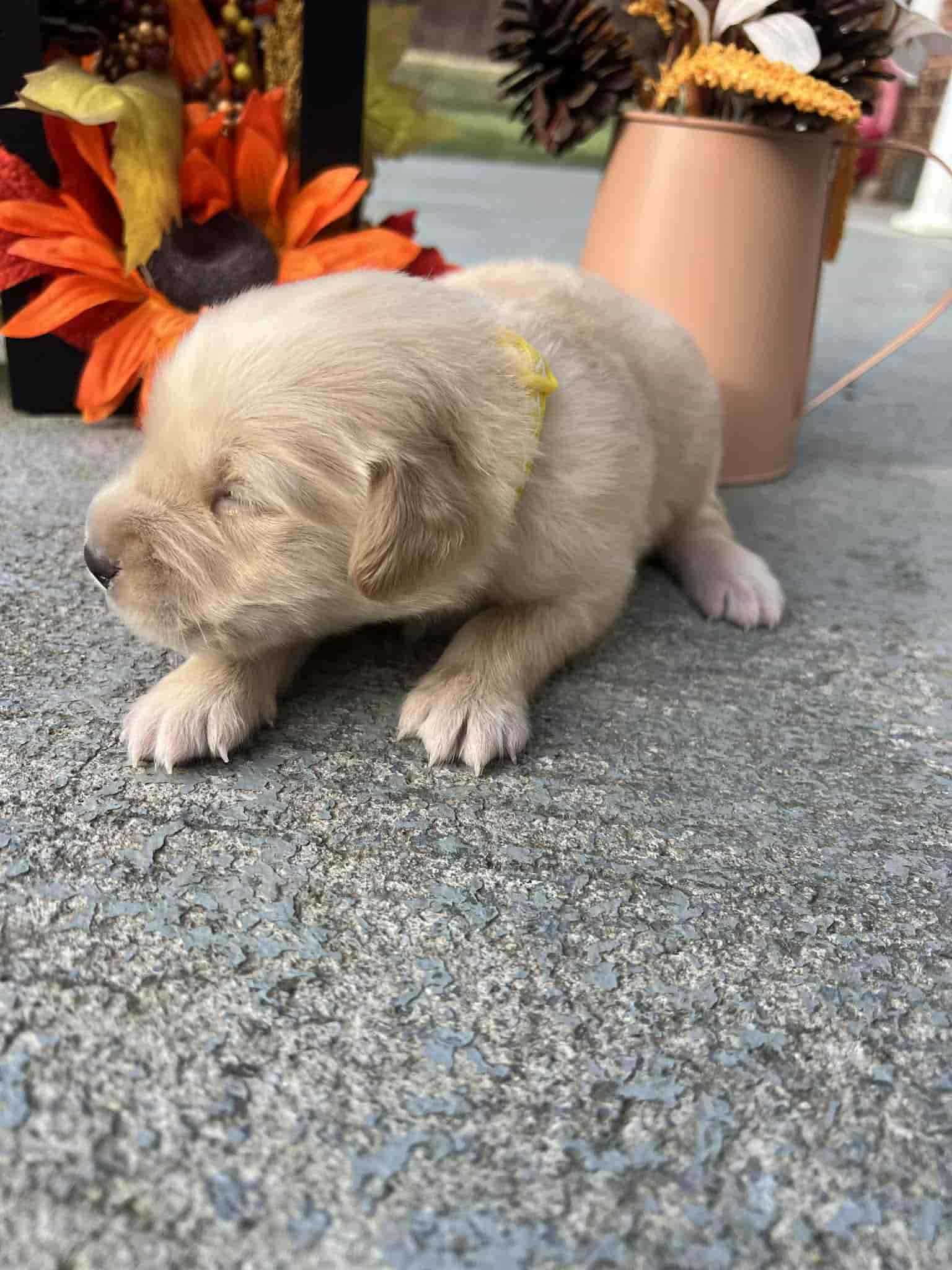 A purebred chocolate Labrador Retriever puppy with a pink curtain and red rose flowers around him.