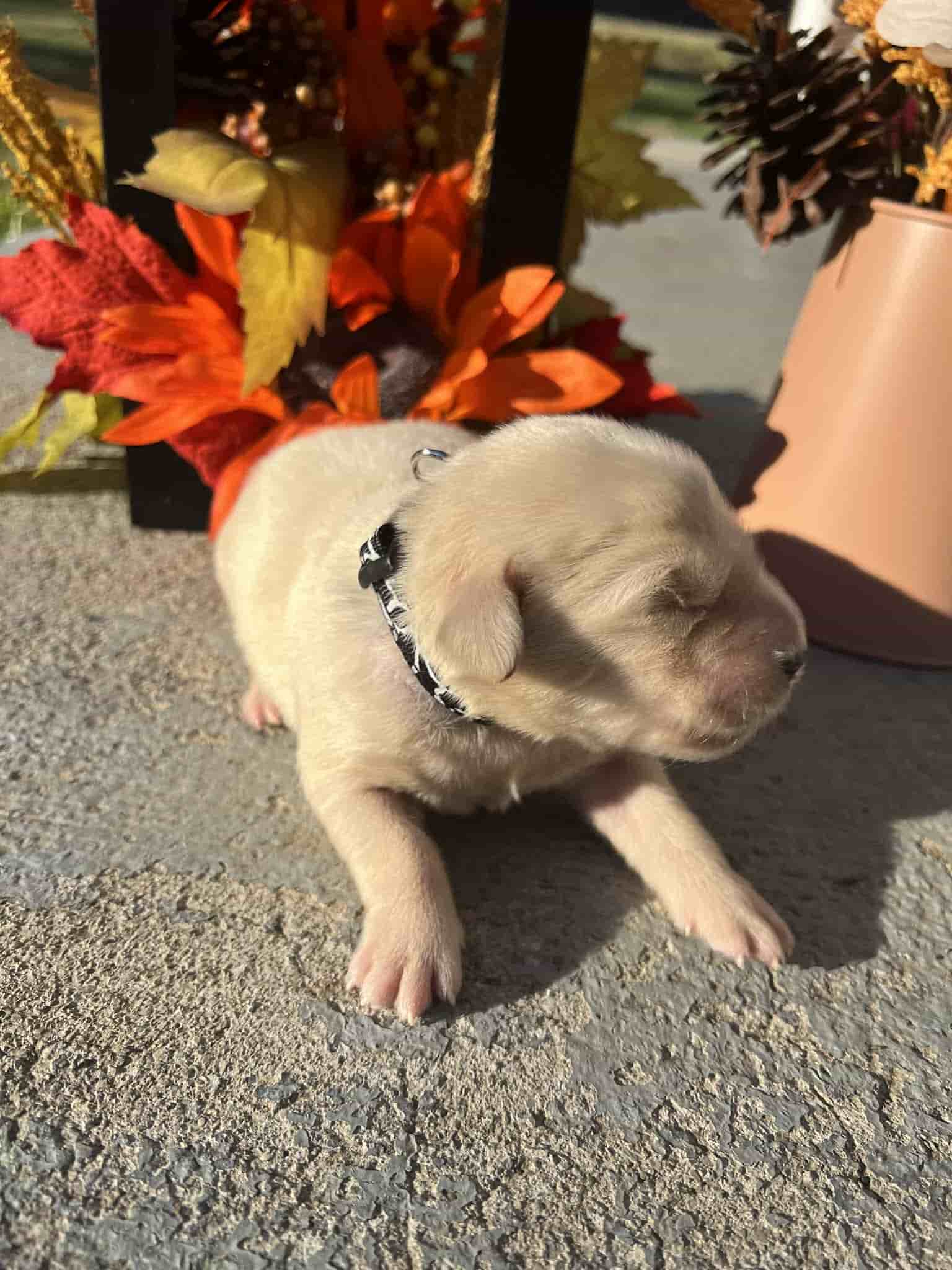 A purebred yellow Labrador Retriever puppy with a pink curtain and red rose flowers around him.