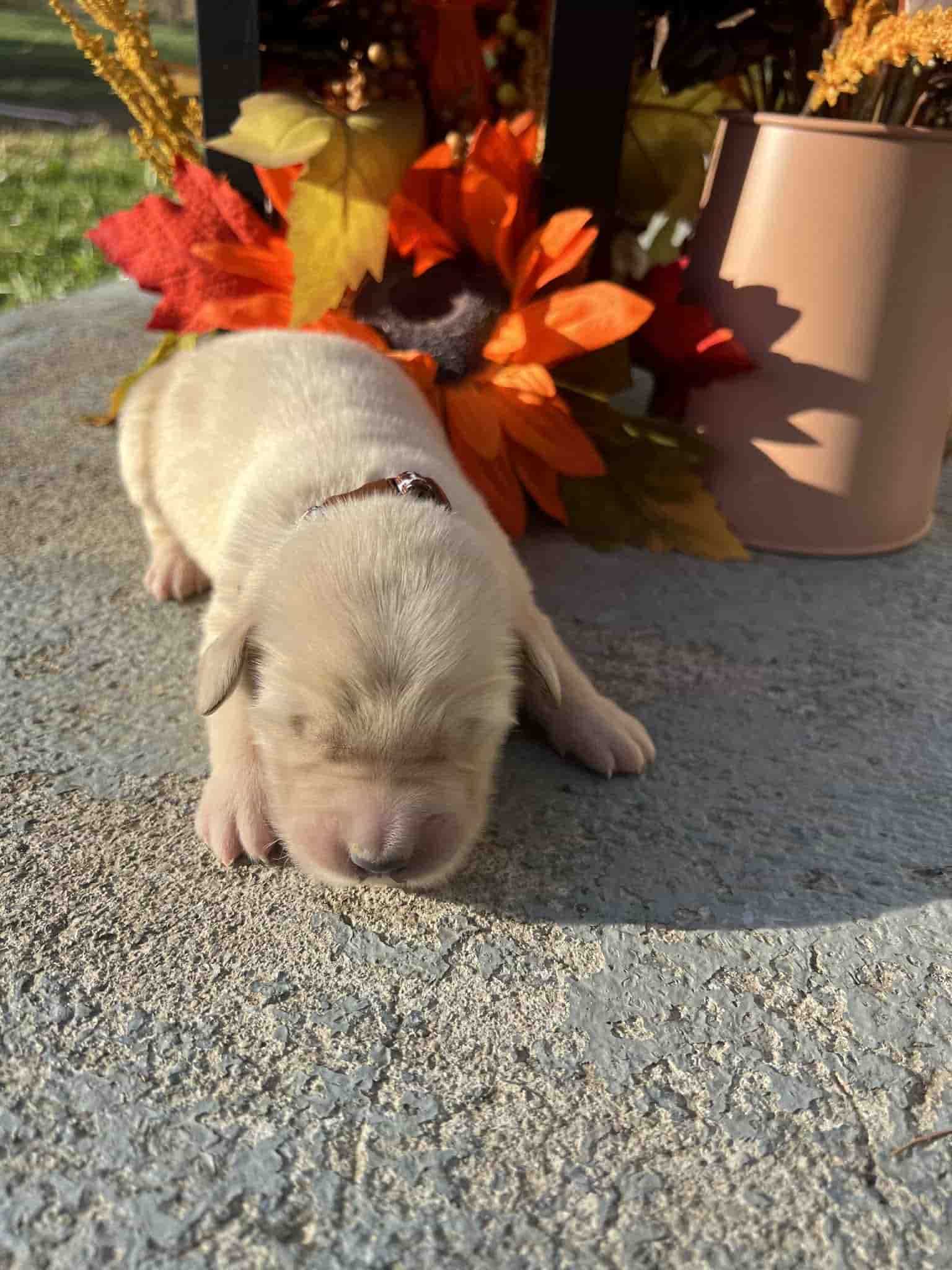 A purebred black Labrador Retriever puppy with a pink curtain and red rose flowers around him.