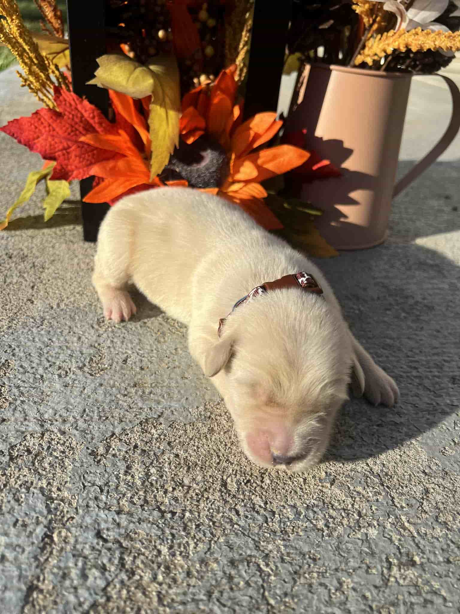 A purebred black Labrador Retriever puppy with a pink curtain and red rose flowers around him.