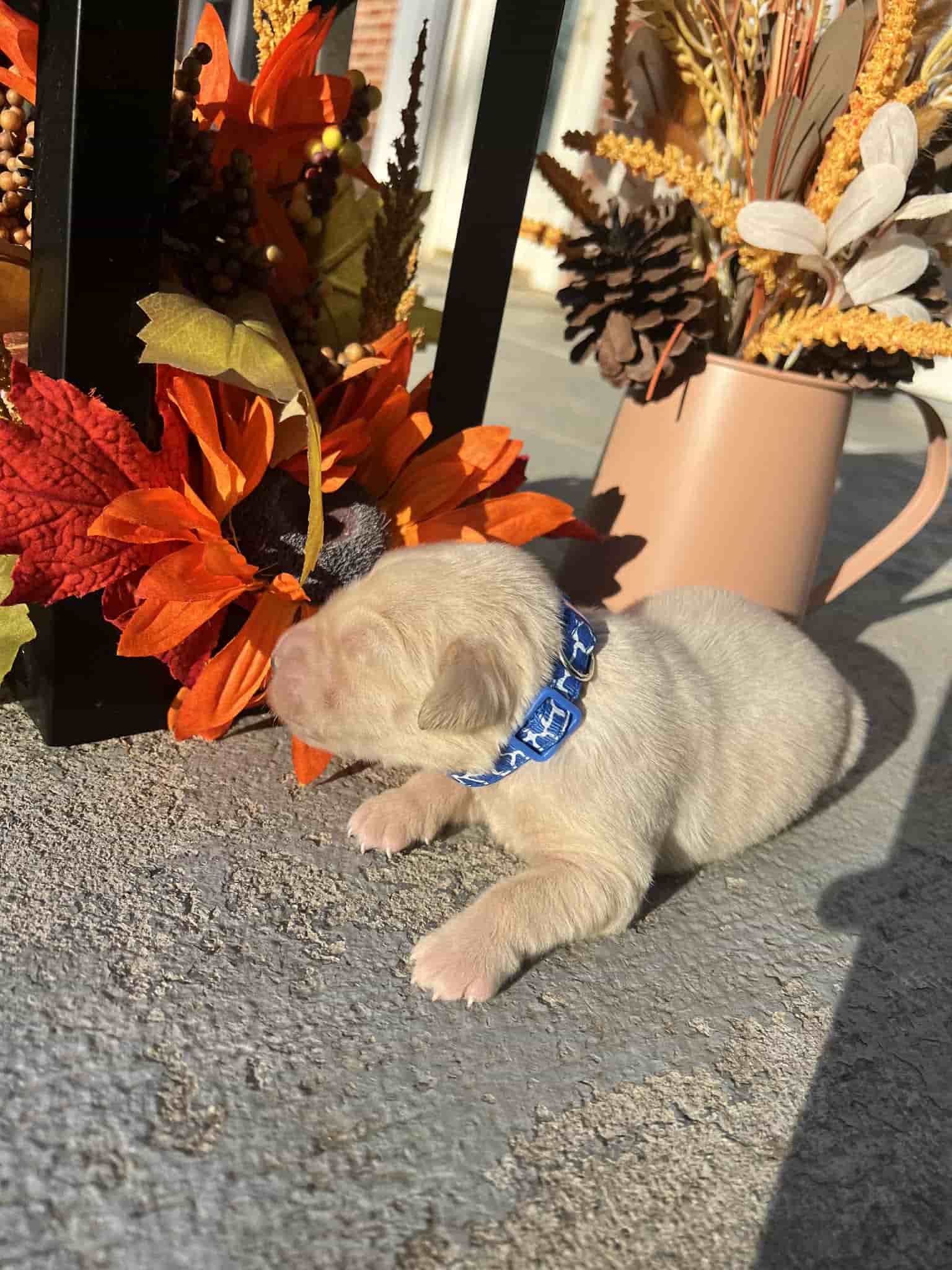 A purebred chocolate Labrador Retriever puppy with a pink curtain and red rose flowers around him.