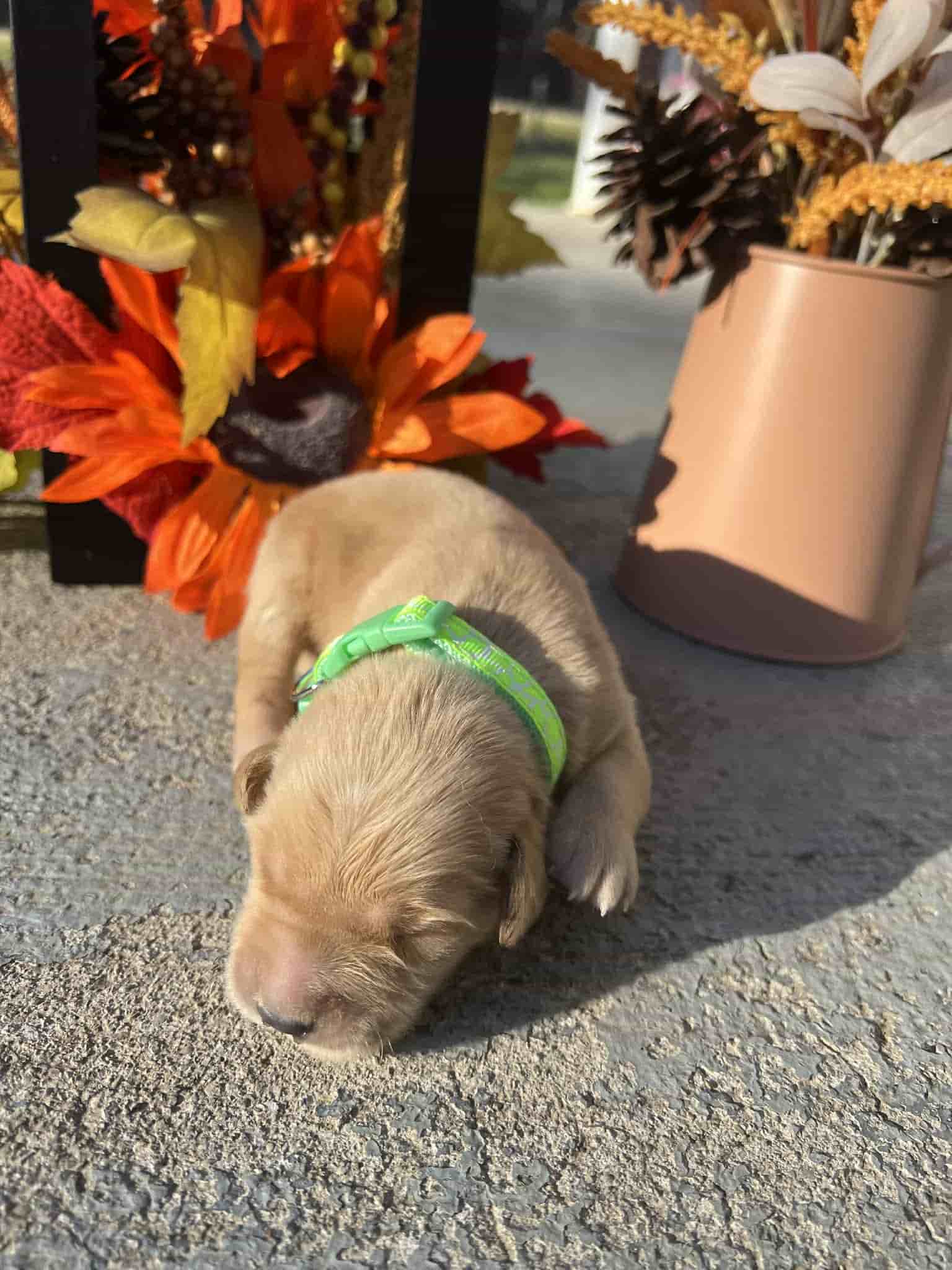 A purebred chocolate Labrador Retriever puppy with a pink curtain and red rose flowers around him.