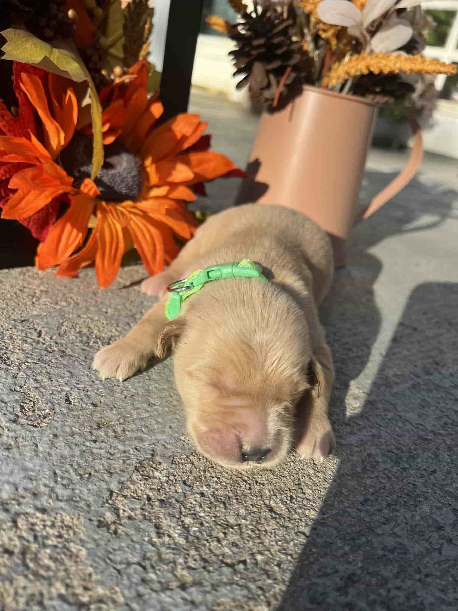 A purebred chocolate Labrador Retriever puppy with a pink curtain and red rose flowers around him.