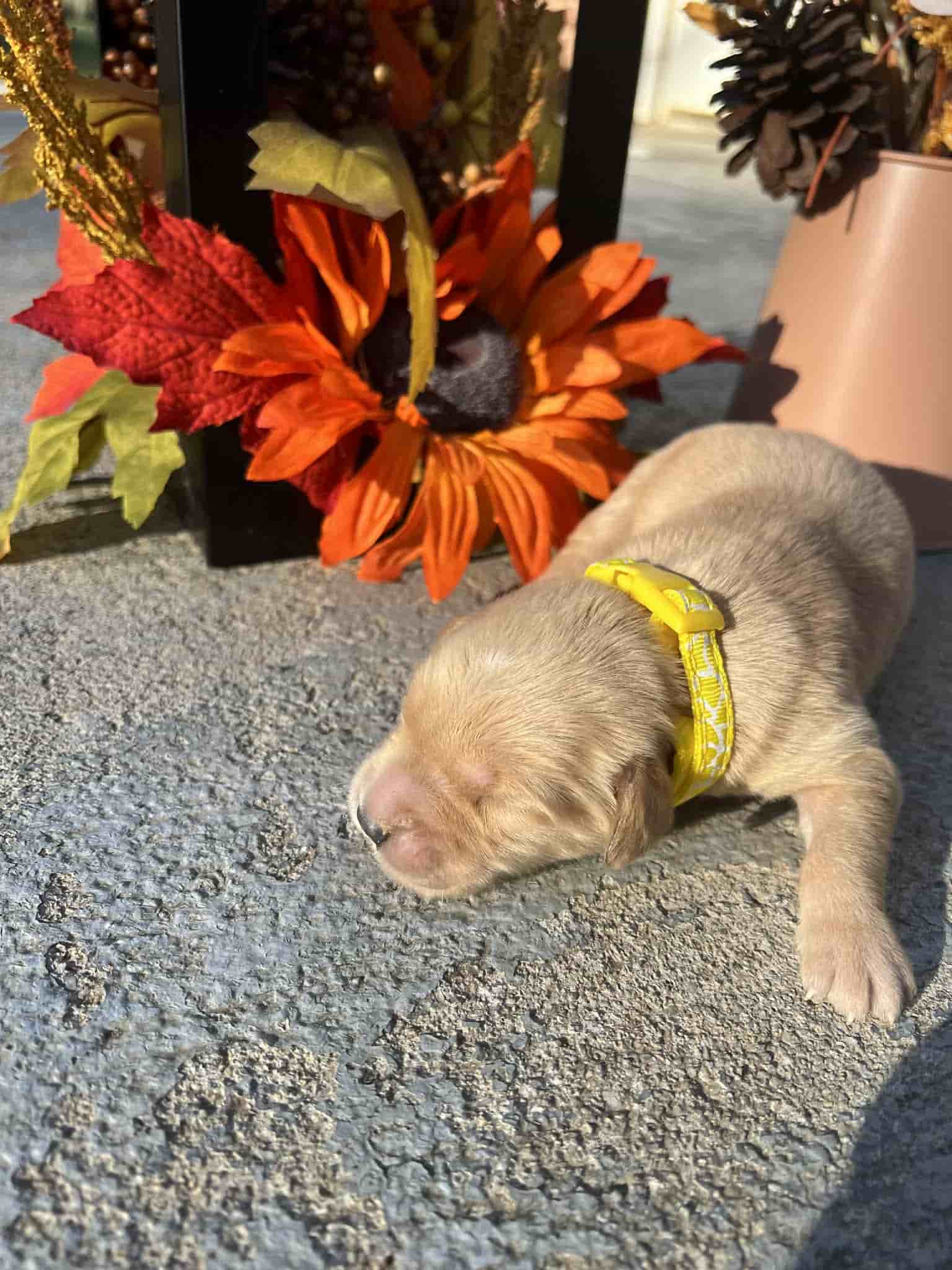 A purebred yellow Labrador Retriever puppy with a pink curtain and red rose flowers around him.