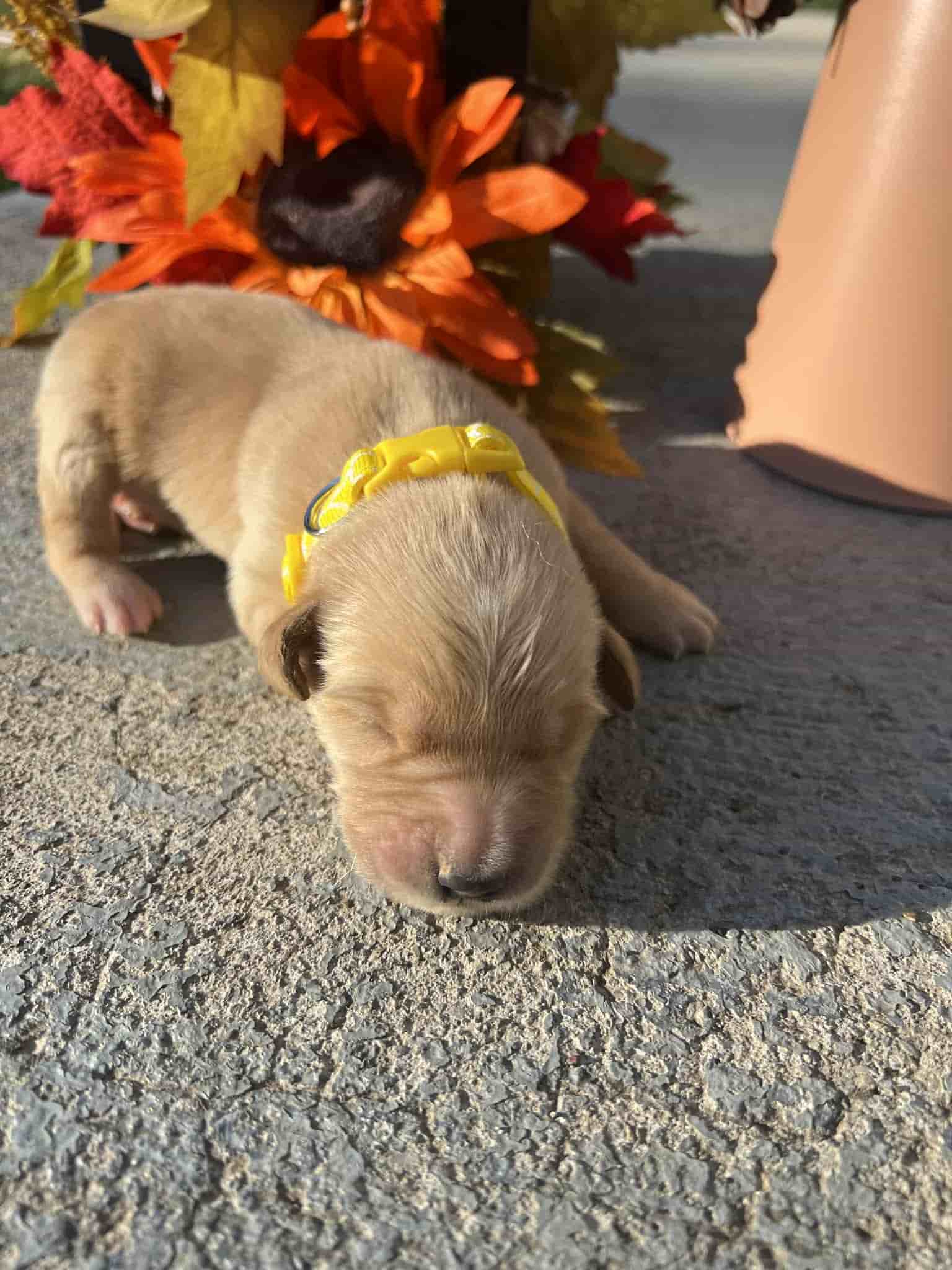 A purebred yellow Labrador Retriever puppy with a pink curtain and red rose flowers around him.