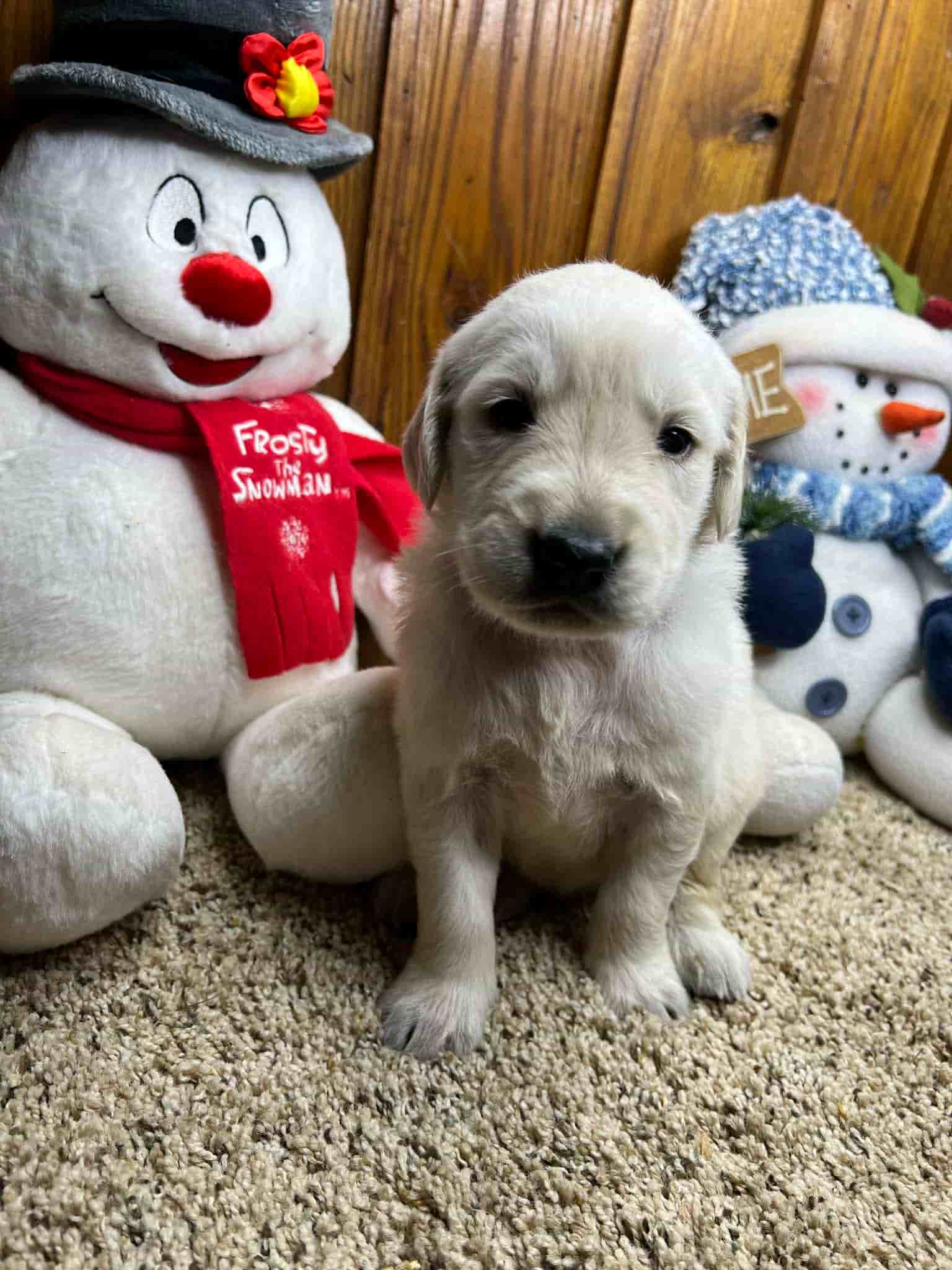 A purebred chocolate Labrador Retriever puppy with a pink curtain and red rose flowers around him.