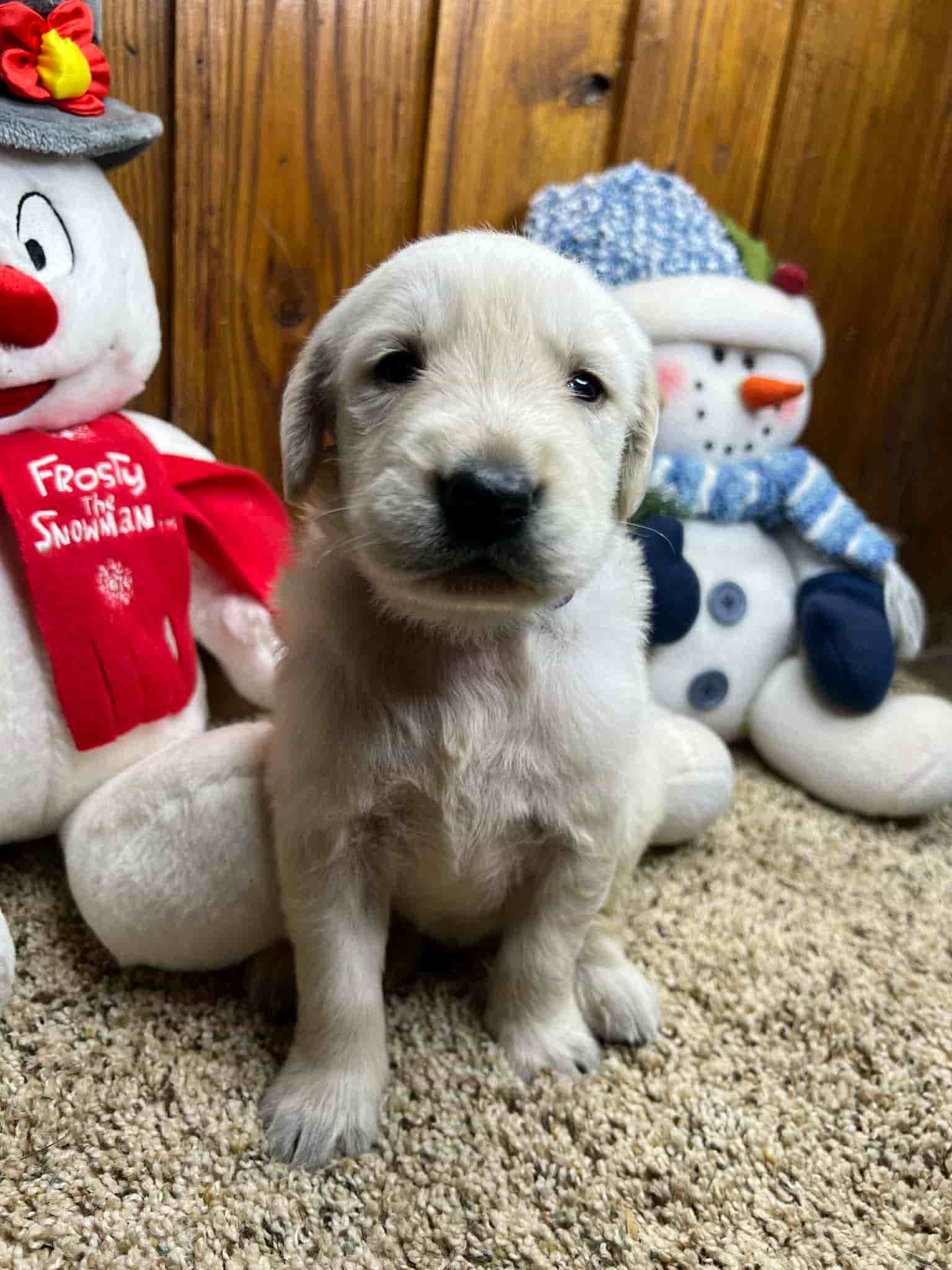 A purebred chocolate Labrador Retriever puppy with a pink curtain and red rose flowers around him.