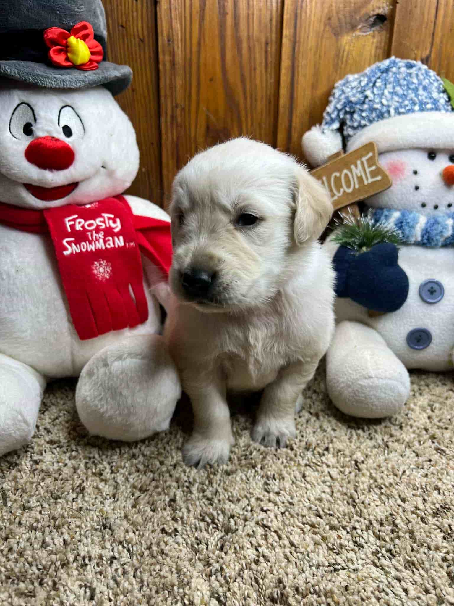 A purebred yellow Labrador Retriever puppy with a pink curtain and red rose flowers around him.