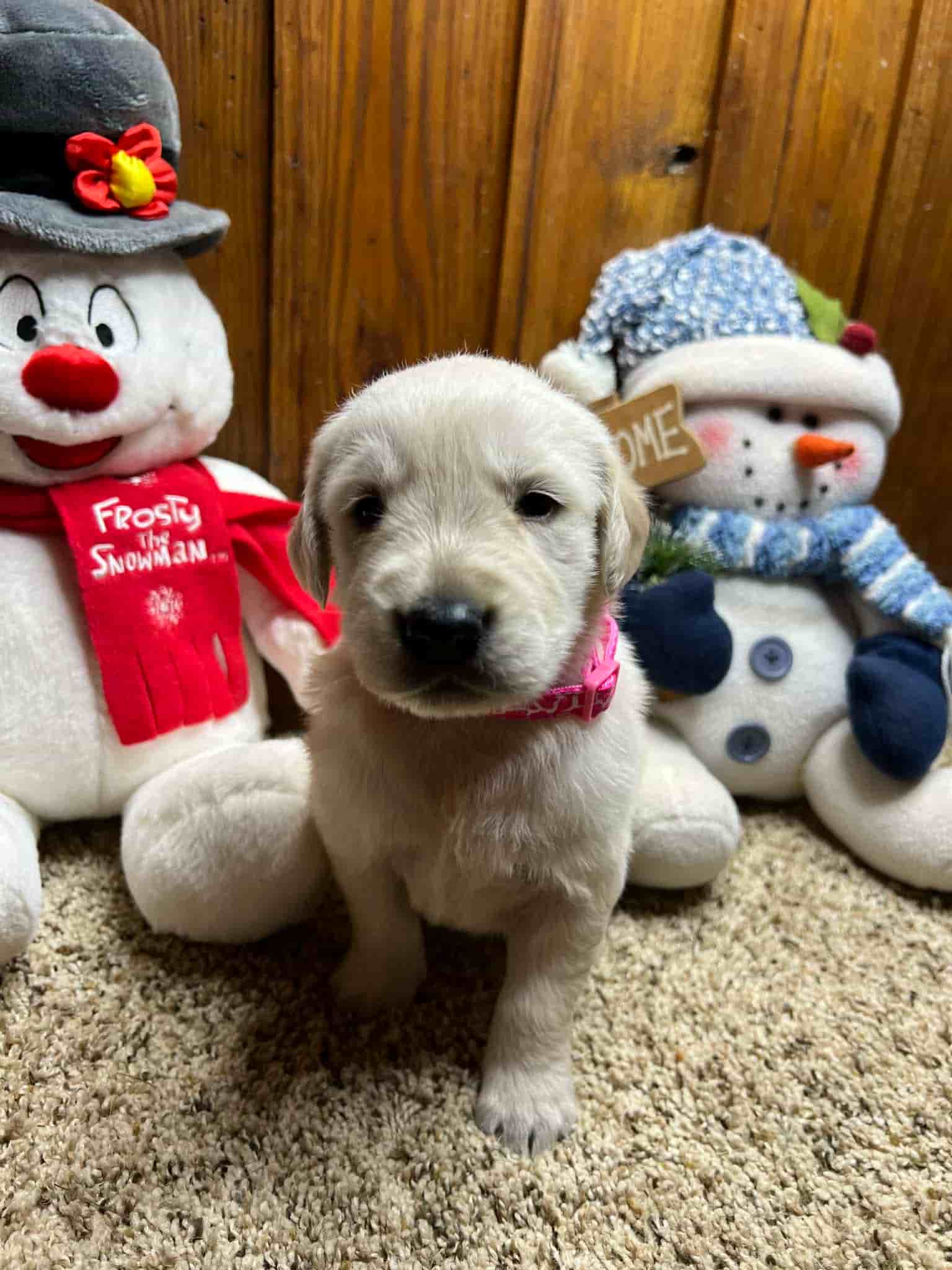 A purebred yellow Labrador Retriever puppy with a pink curtain and red rose flowers around him.