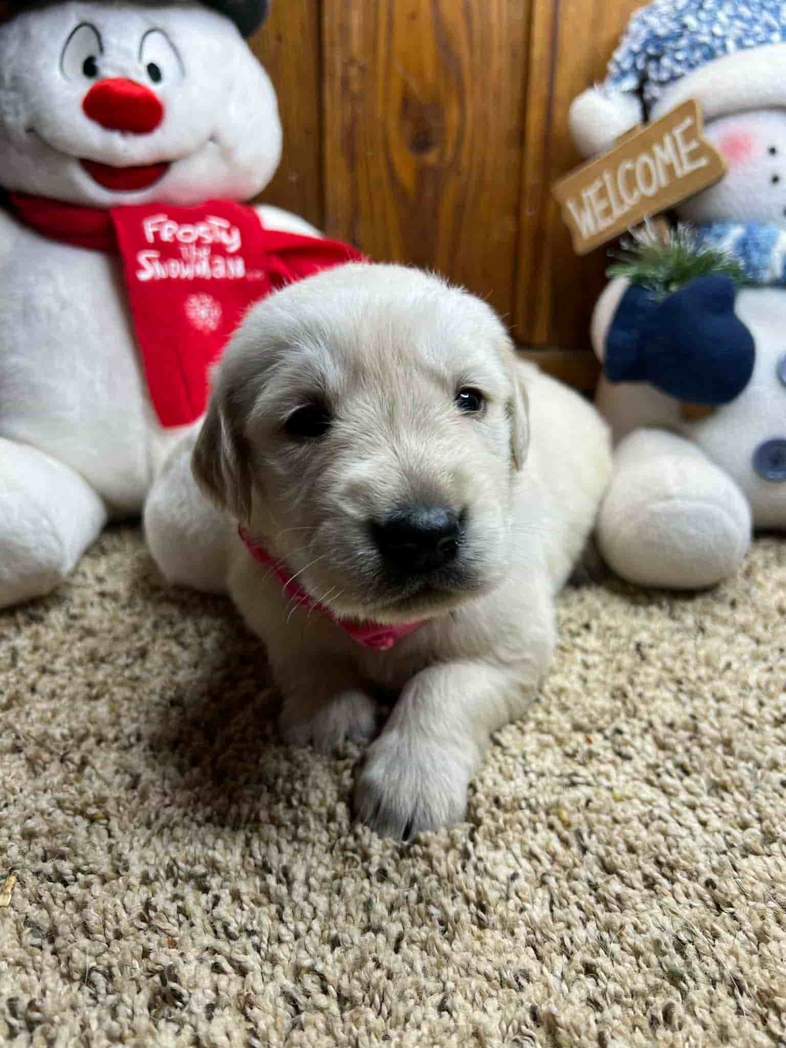 A purebred yellow Labrador Retriever puppy with a pink curtain and red rose flowers around him.