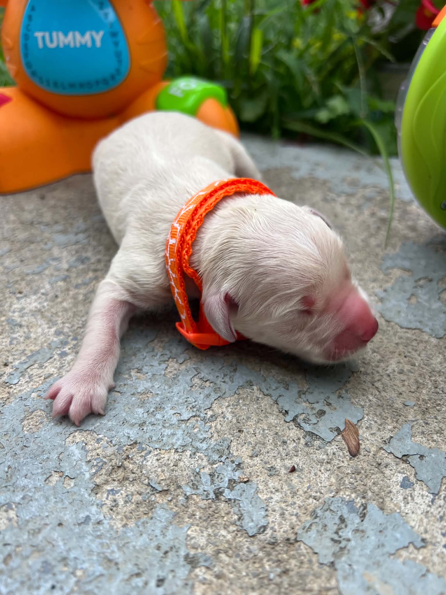 A purebred Russian Golden Retriever puppy outdoors in natural daylight.