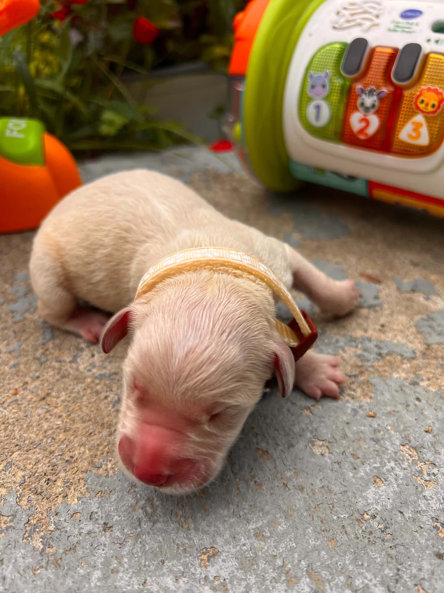 A purebred Russian Golden Retriever puppy outdoors in natural daylight.