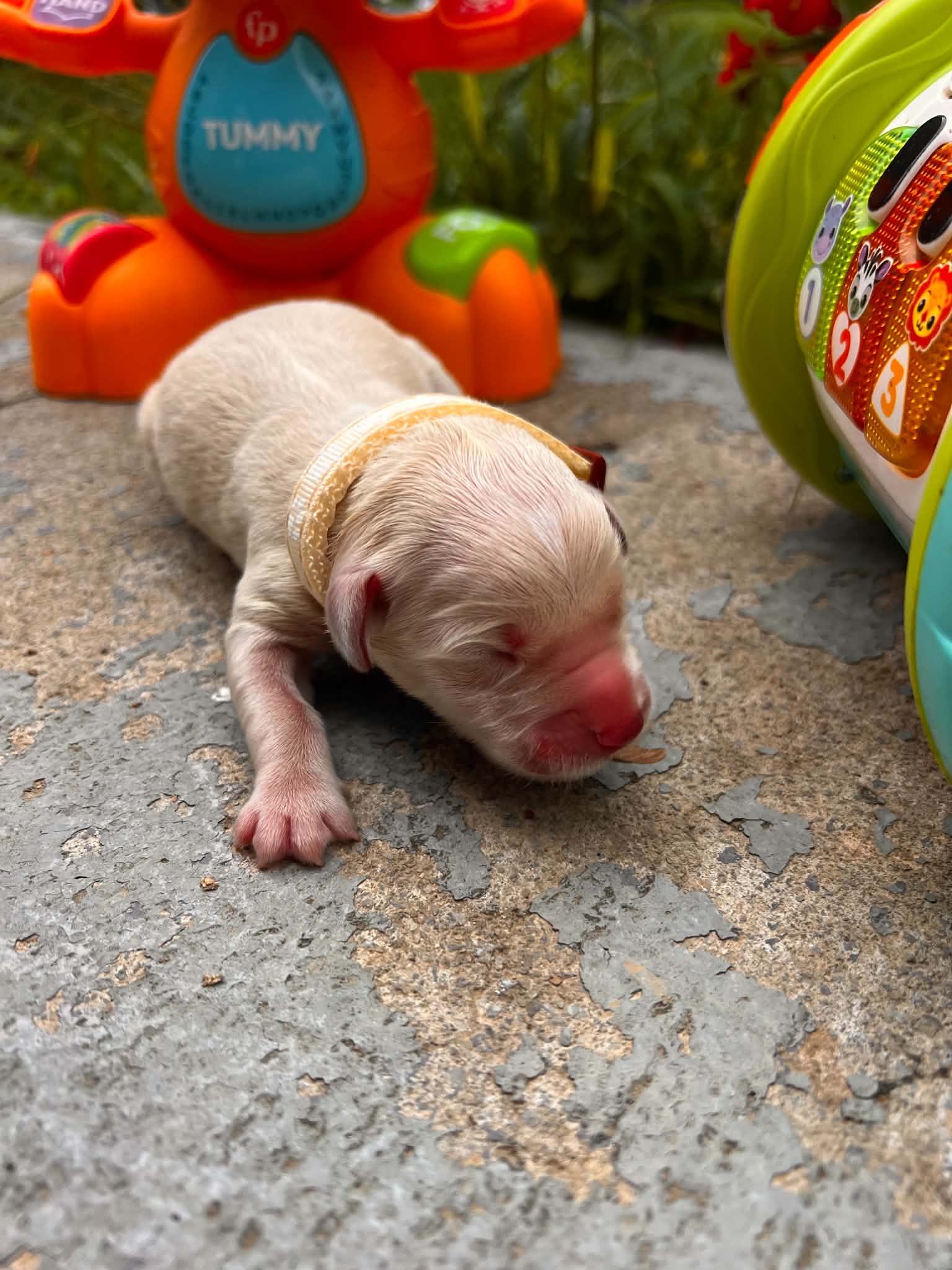 A purebred Russian Golden Retriever puppy outdoors in natural daylight.