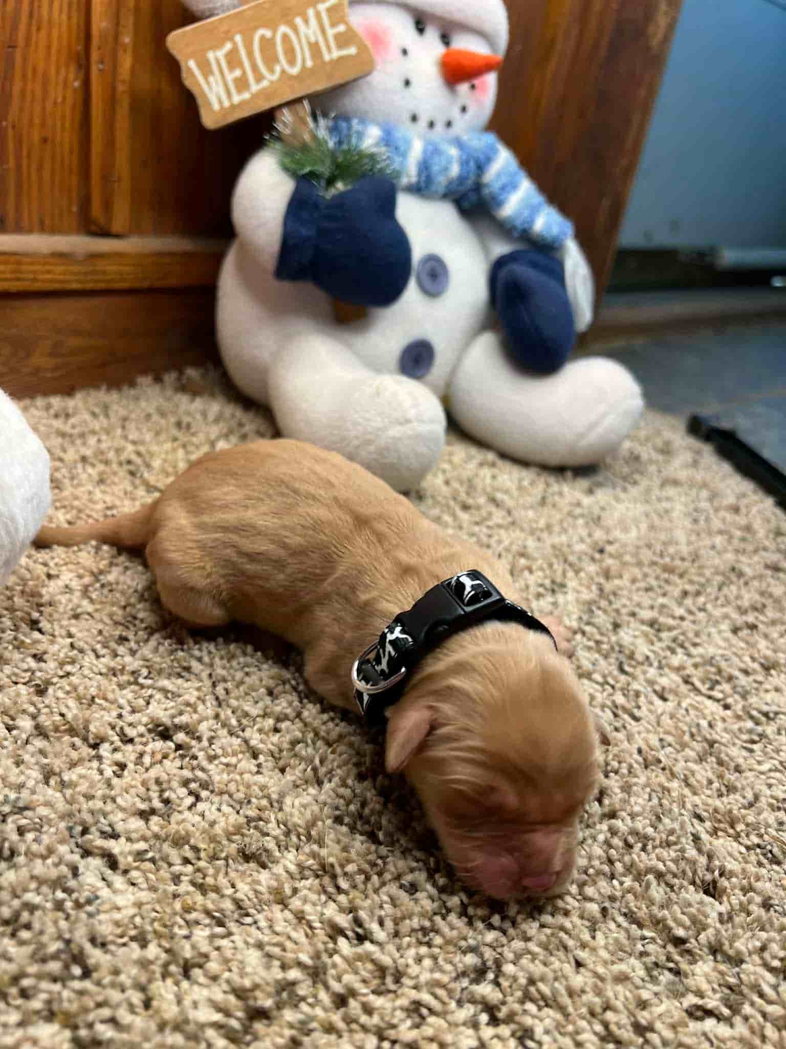A purebred yellow Labrador Retriever puppy with a pink curtain and red rose flowers around him.