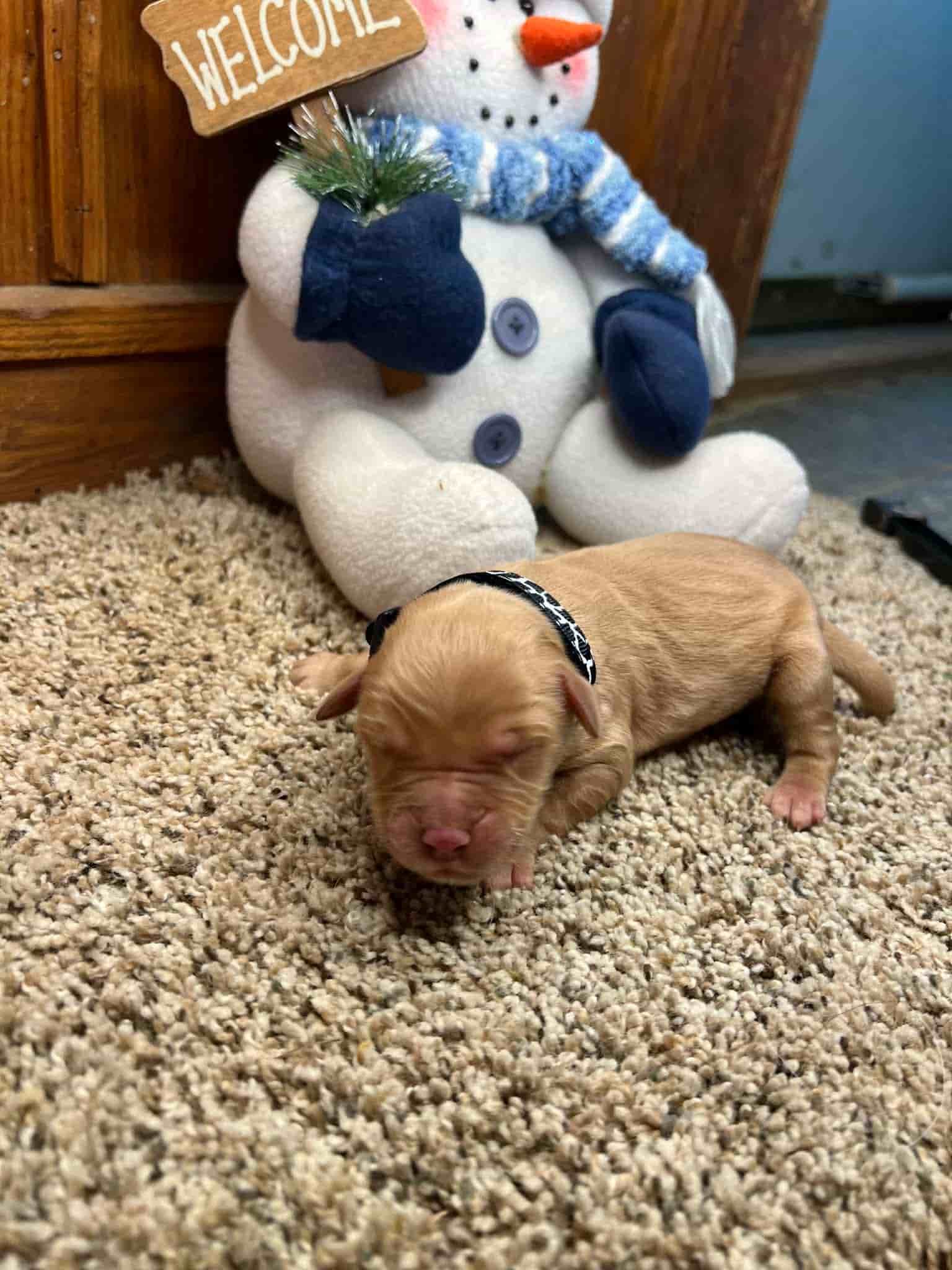 A purebred yellow Labrador Retriever puppy with a pink curtain and red rose flowers around him.