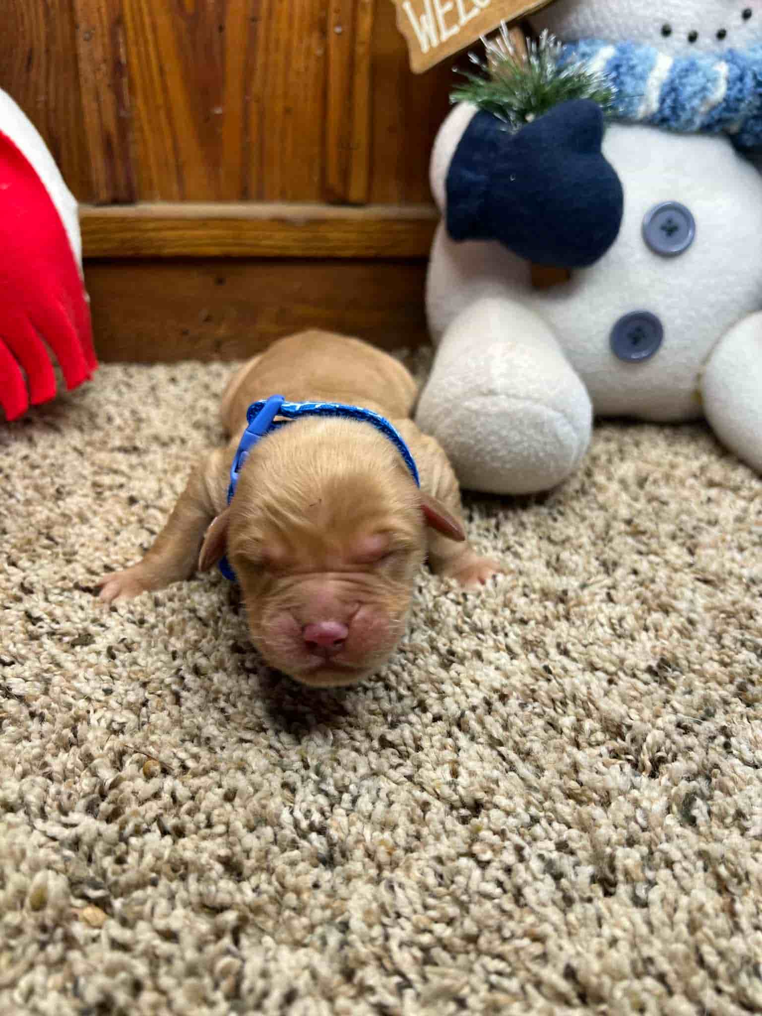 A purebred chocolate Labrador Retriever puppy with a pink curtain and red rose flowers around him.