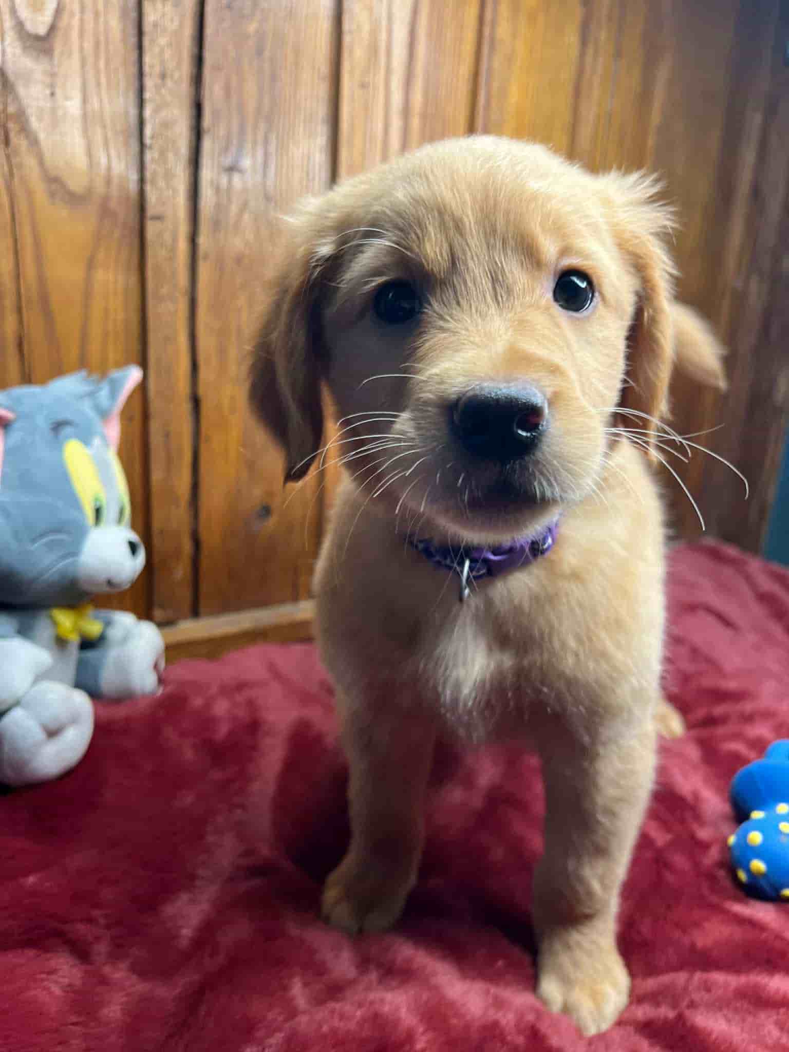 A purebred chocolate Labrador Retriever puppy with a pink curtain and red rose flowers around him.