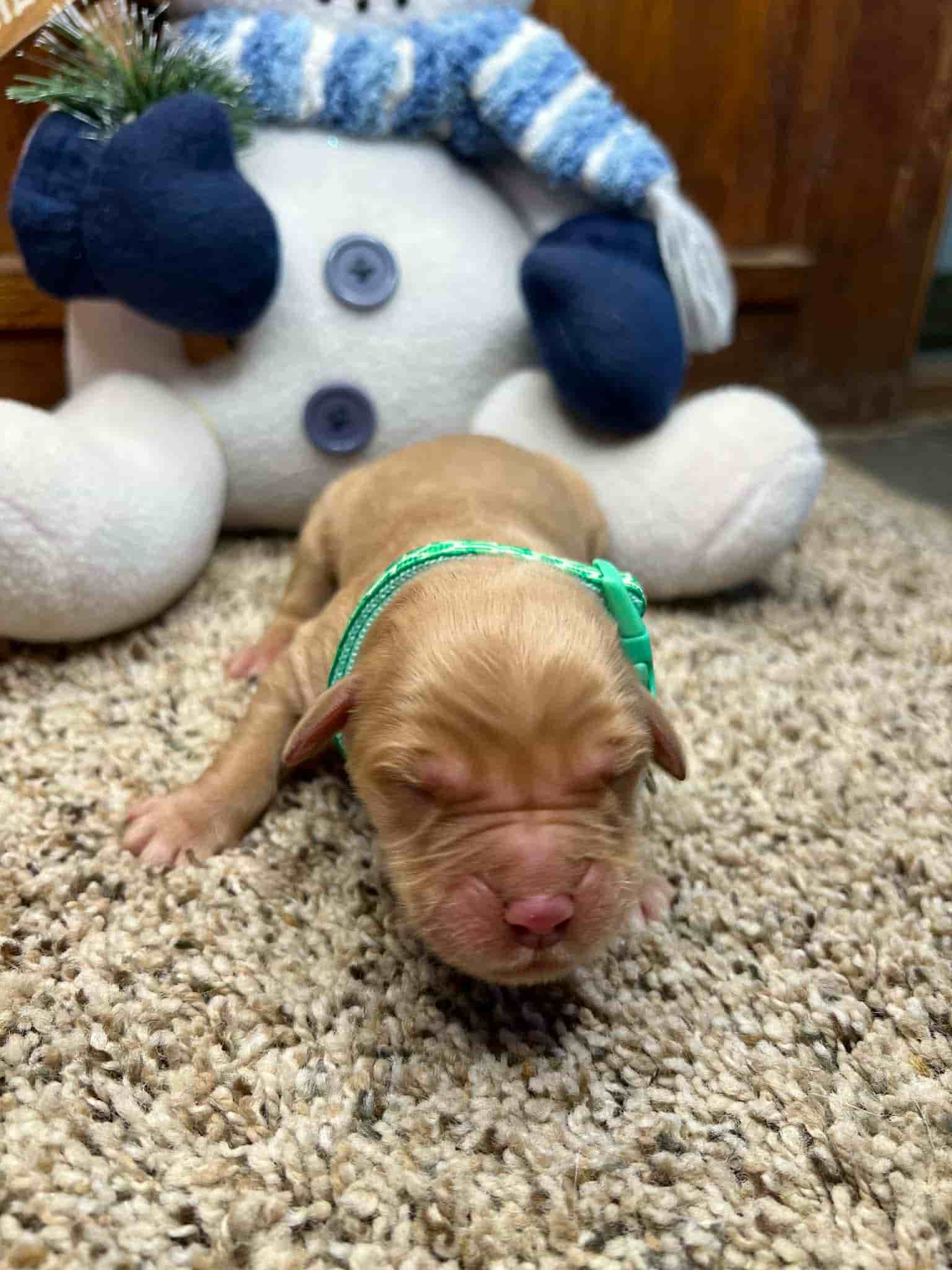 A purebred chocolate Labrador Retriever puppy with a pink curtain and red rose flowers around him.