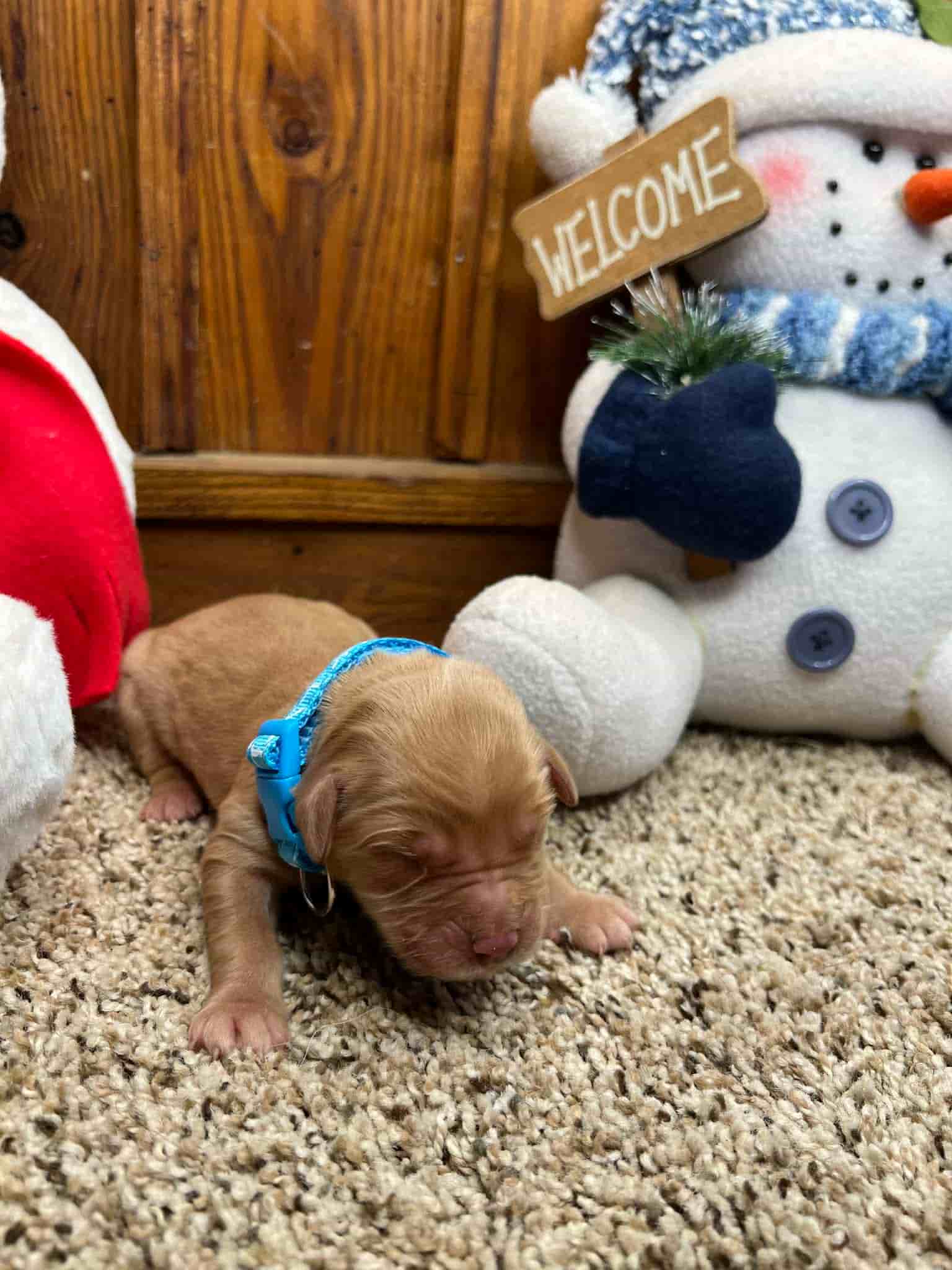 A purebred yellow Labrador Retriever puppy with a pink curtain and red rose flowers around him.