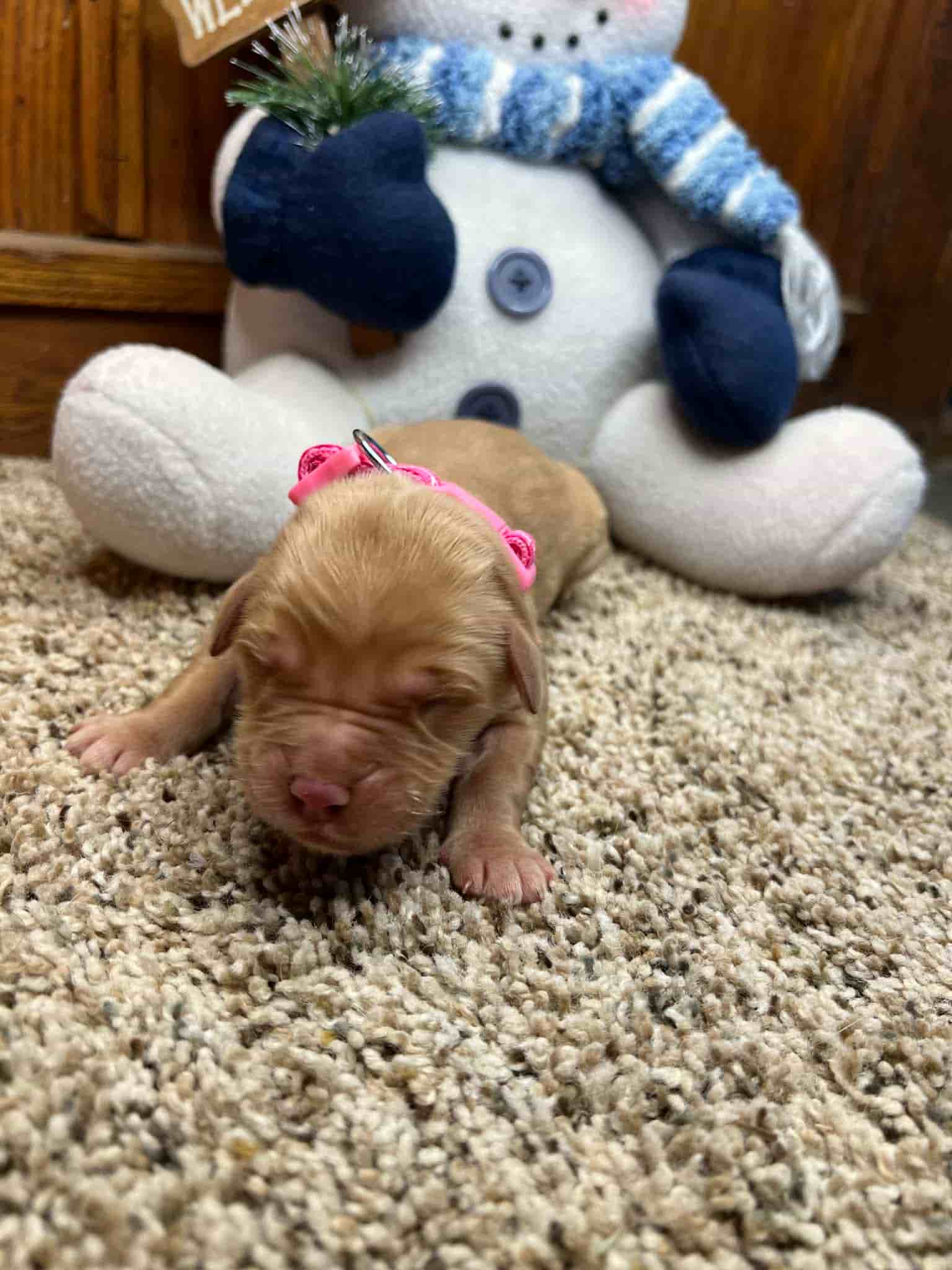A purebred yellow Labrador Retriever puppy with a pink curtain and red rose flowers around him.
