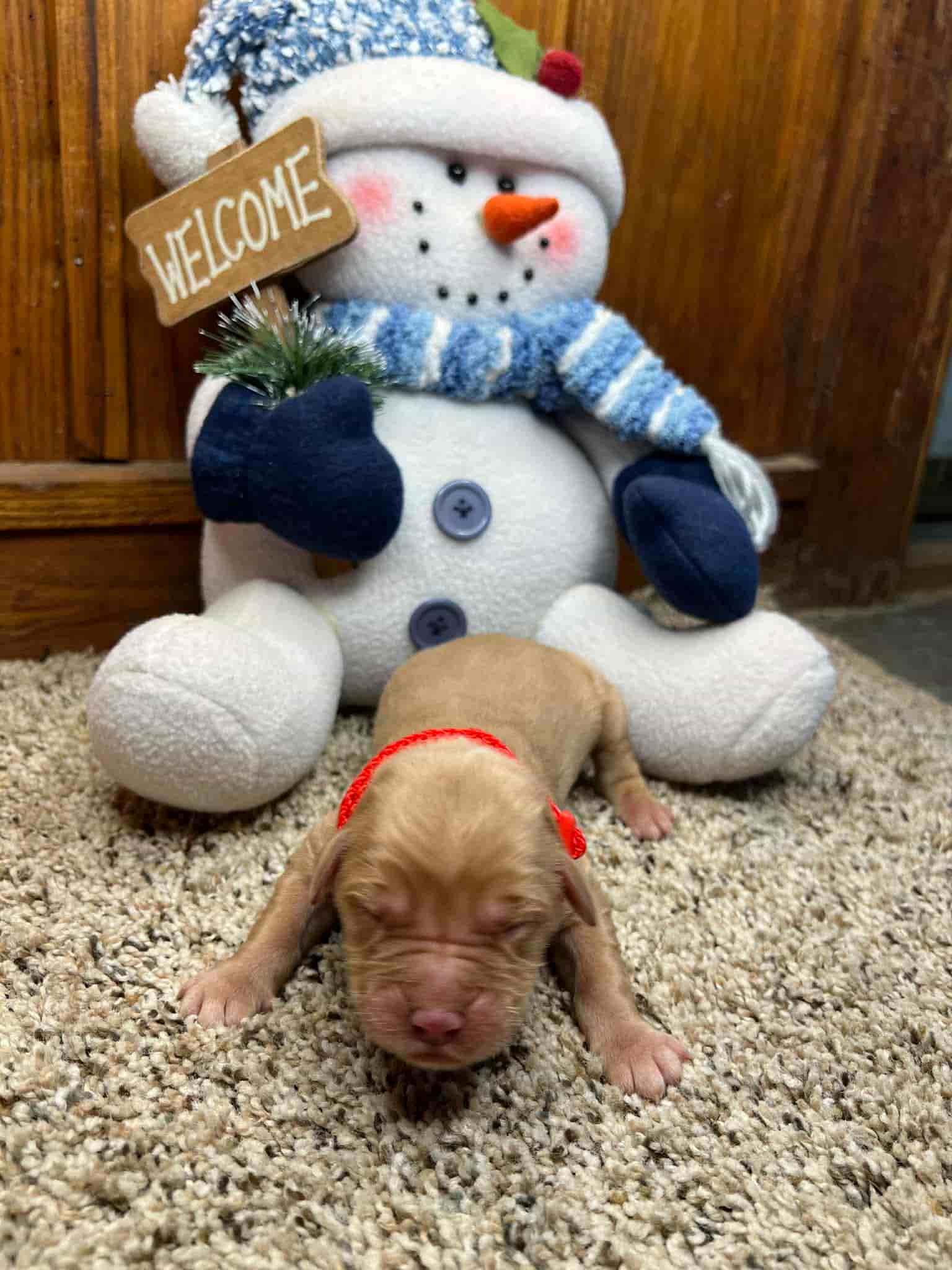 A purebred yellow Labrador Retriever puppy with a pink curtain and red rose flowers around him.