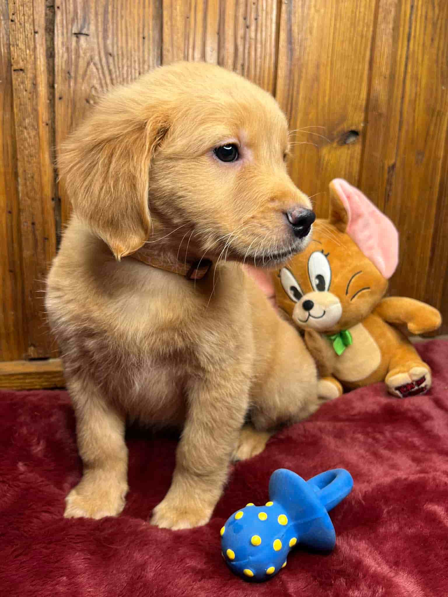A purebred yellow Labrador Retriever puppy with a pink curtain and red rose flowers around him.