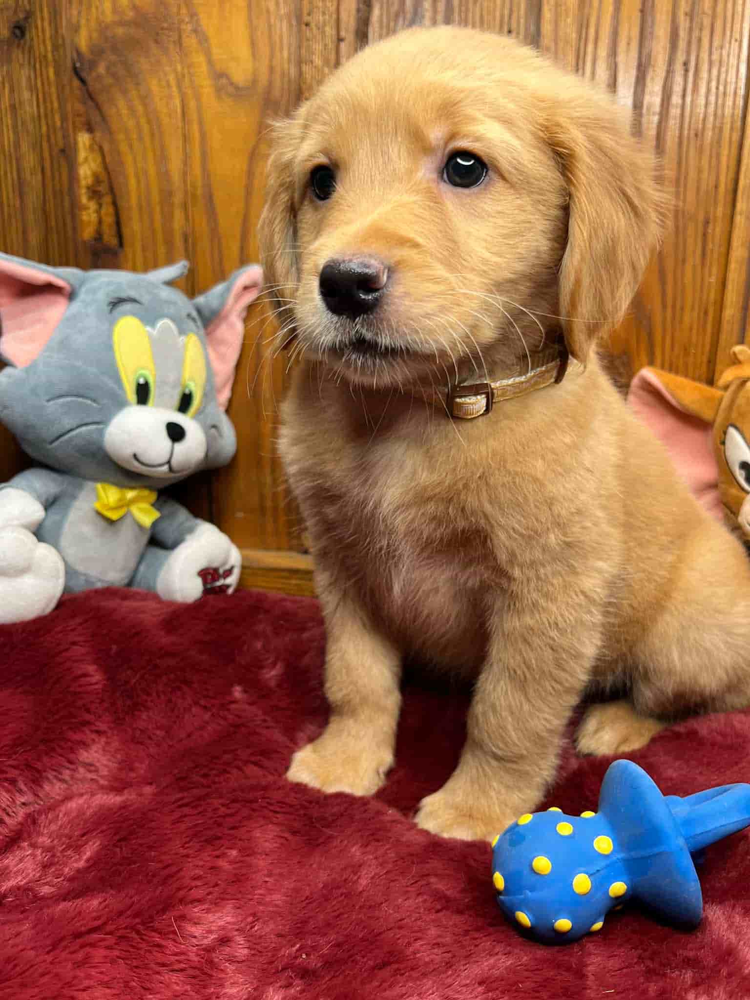 A purebred yellow Labrador Retriever puppy with a pink curtain and red rose flowers around him.