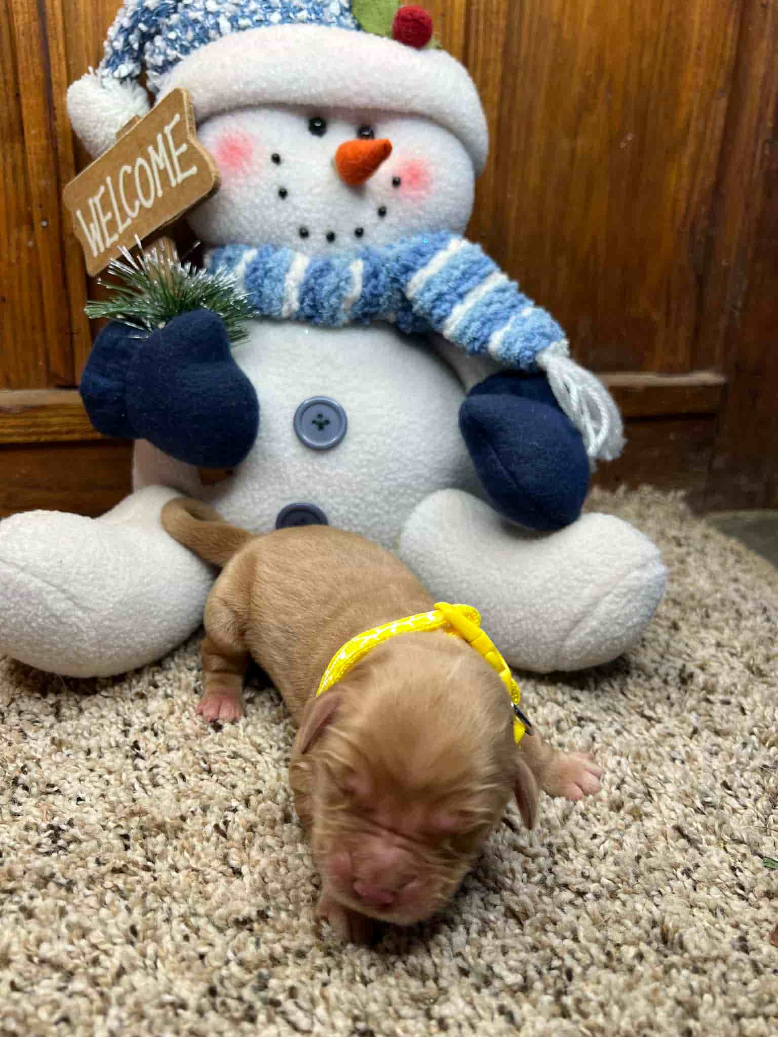 A purebred yellow Labrador Retriever puppy with a pink curtain and red rose flowers around him.