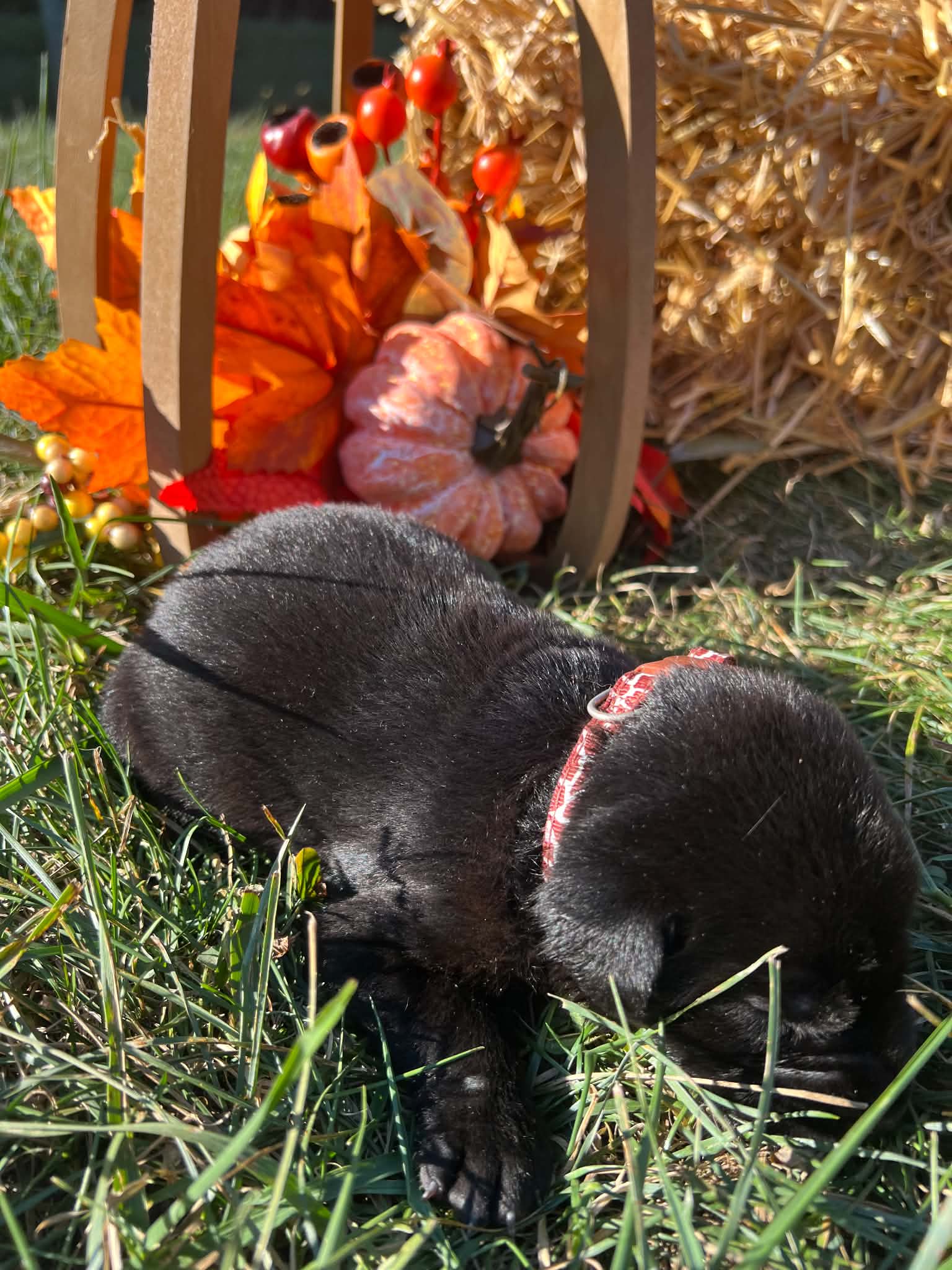 A purebred Labrador Retriever puppy outside in natural daylight.